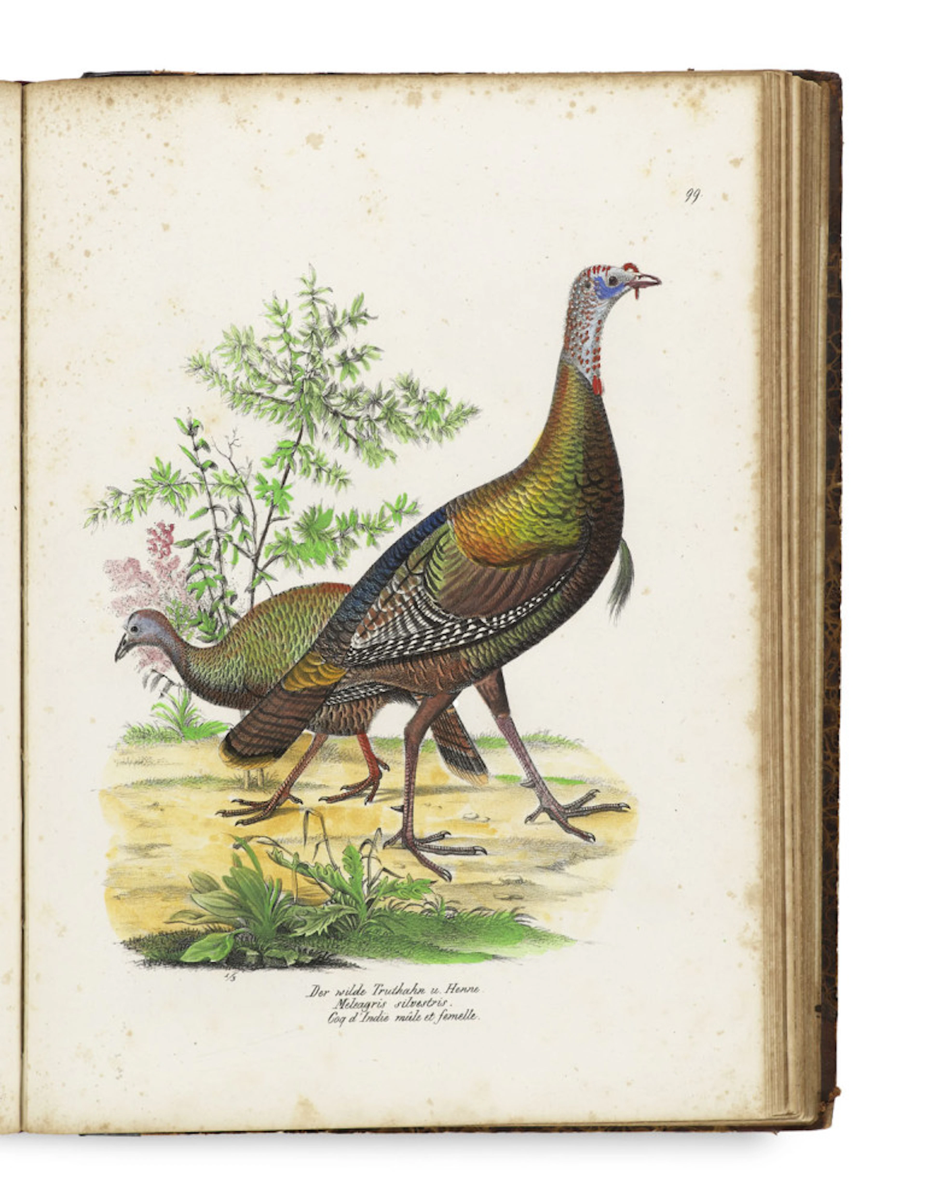 Heinrich Rudolf Schinz. Naturgeschichte und …