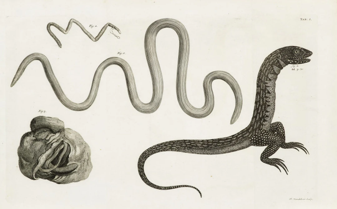 Jacob Theodor Klein. Tentamen Herpetologiae. Cum …