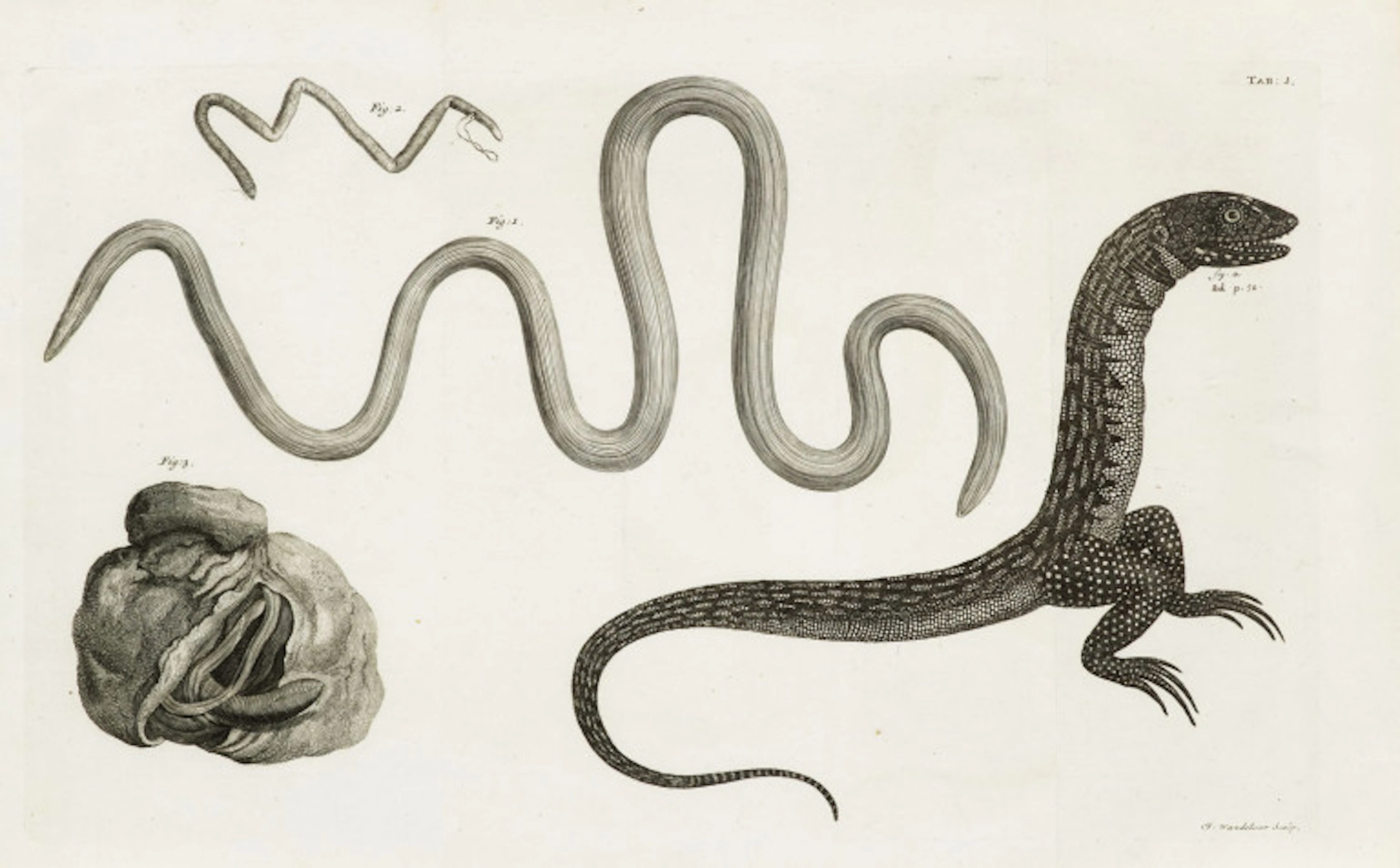 Jacob Theodor Klein. Tentamen Herpetologiae. Cum …