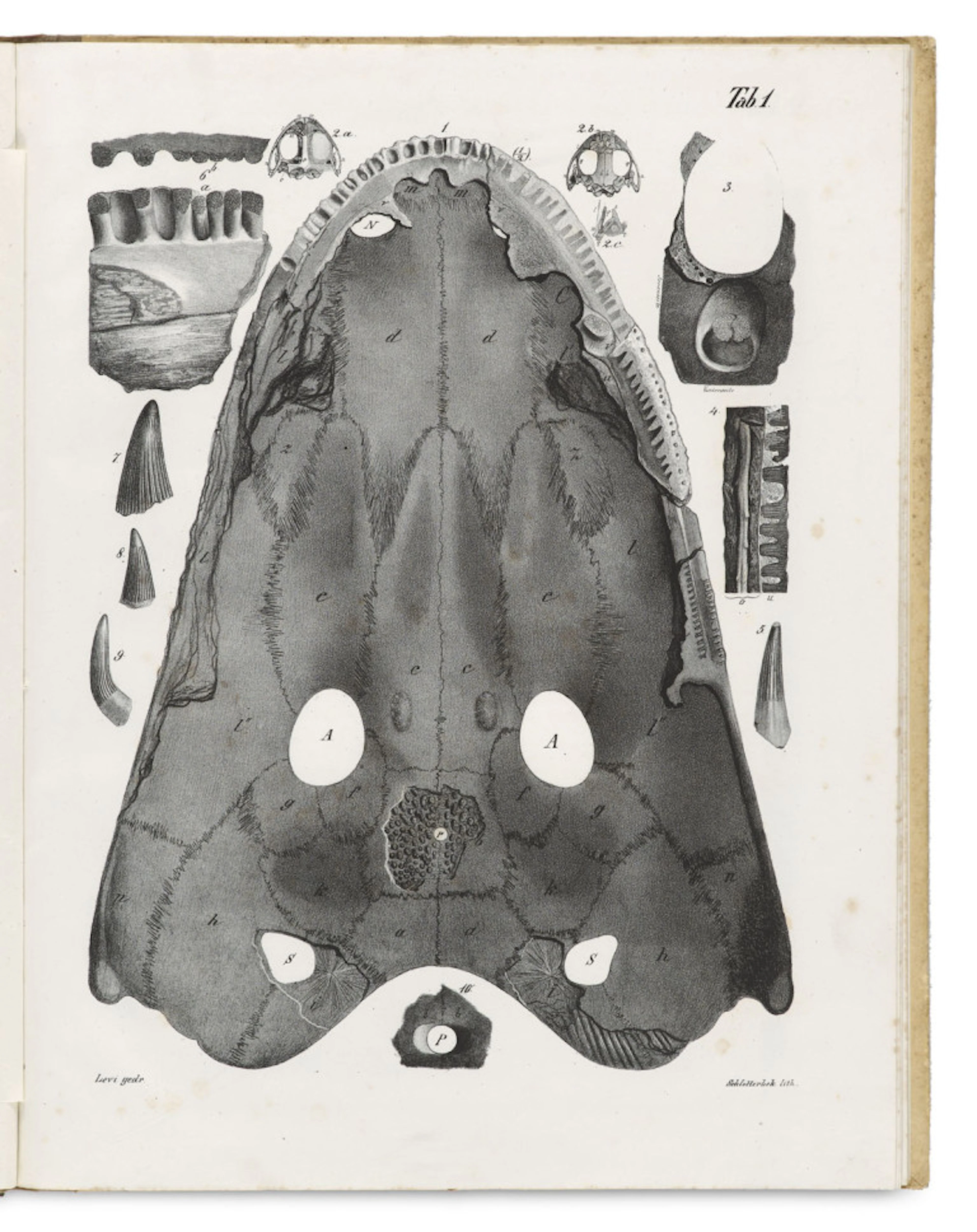 Friedrich August Quenstedt. Die Mastodonsaurier im Grünen …