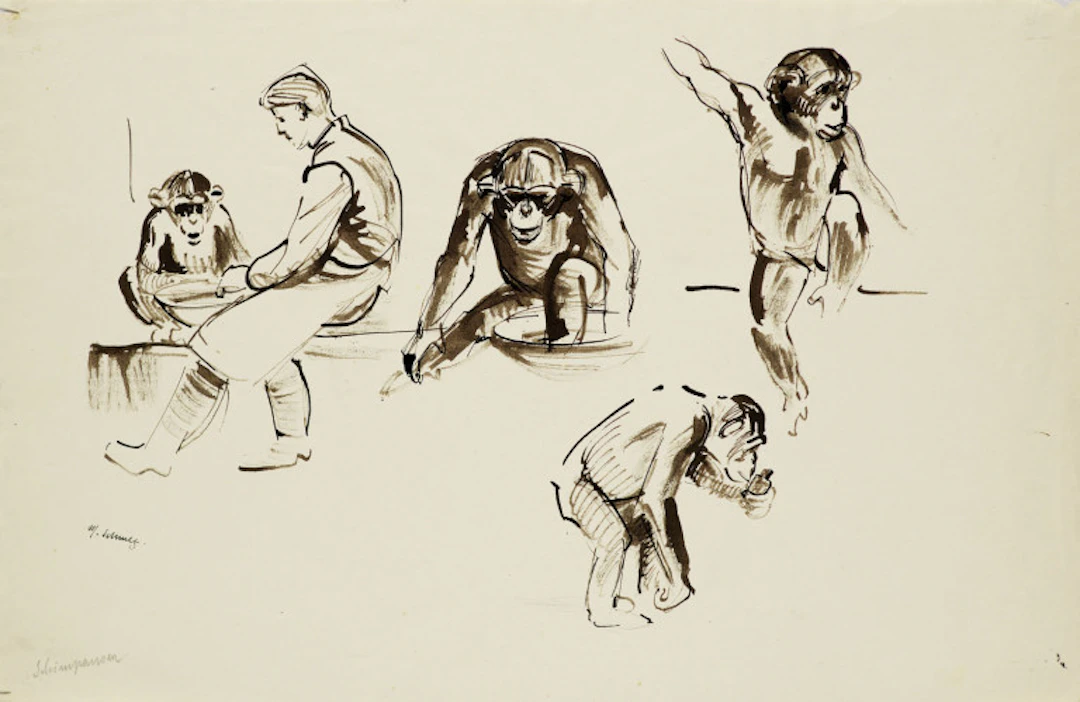 Martha Schmetz. 5 Arbeiten. Zoologische …