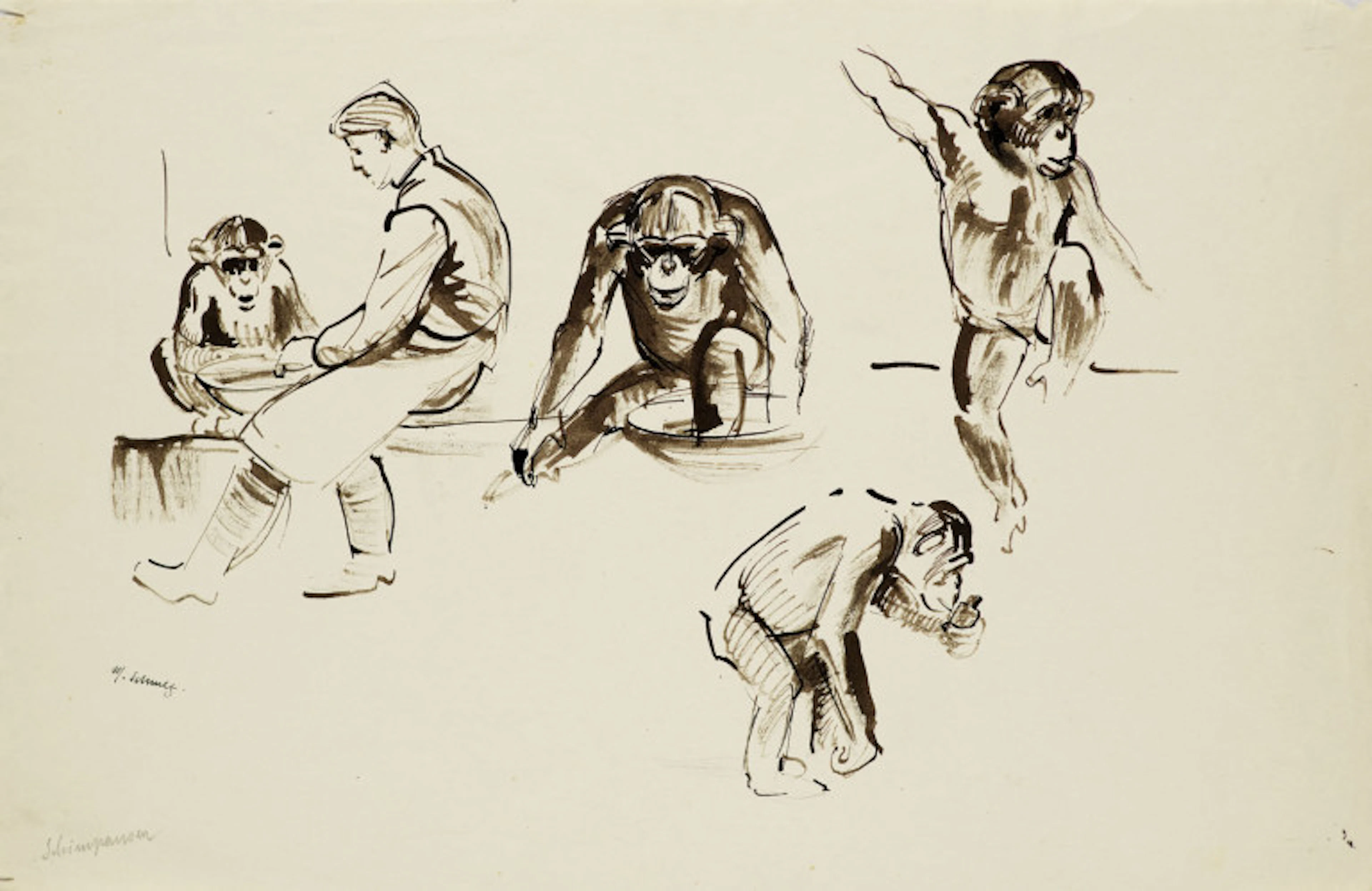 Martha Schmetz. 5 Arbeiten. Zoologische …