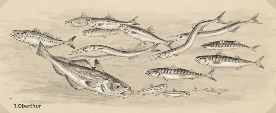 Joseph Oberthür. Poissons sténothermes. …