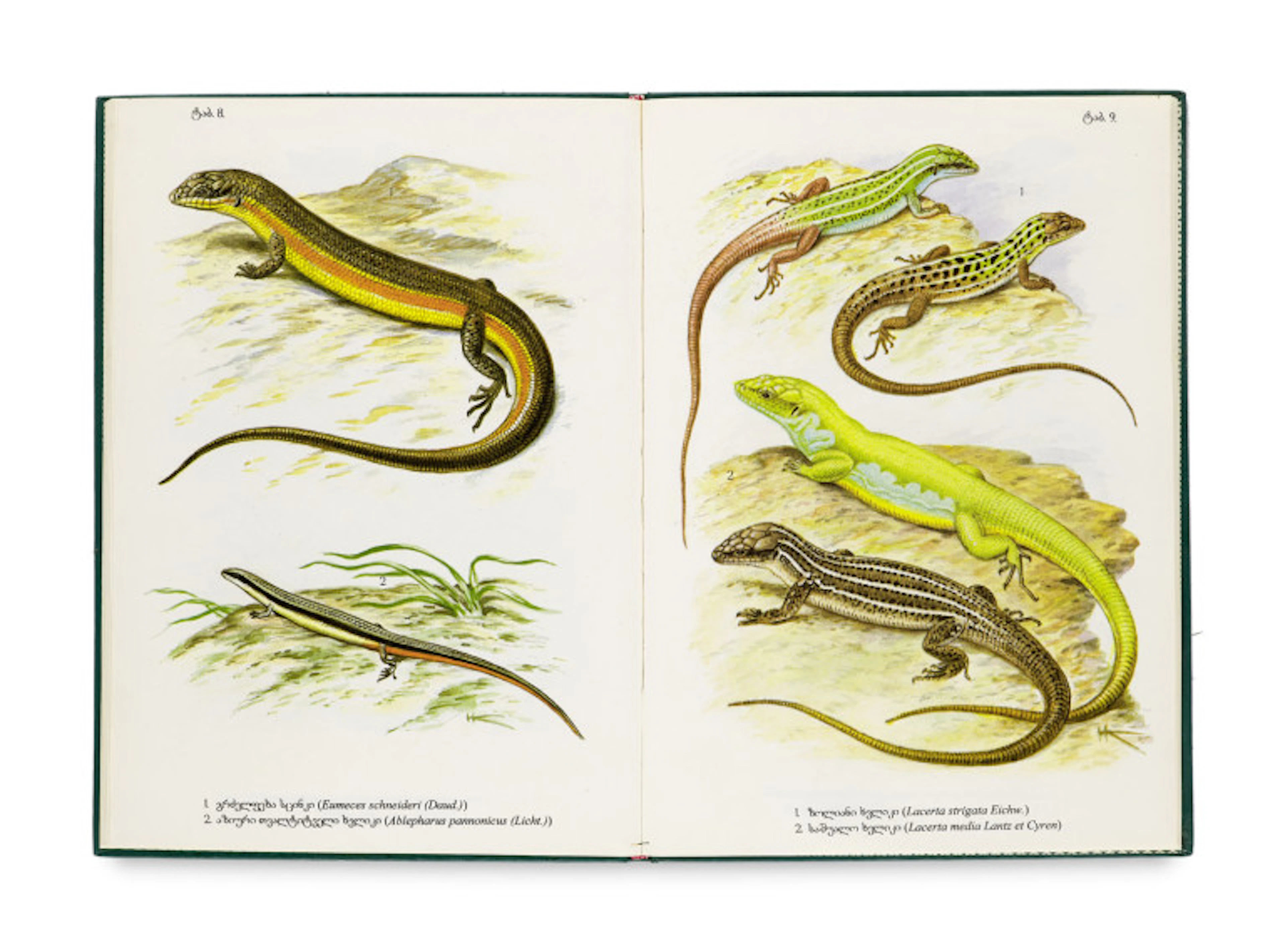 T. Muskhelishvili. Atlas der Amphibien und …