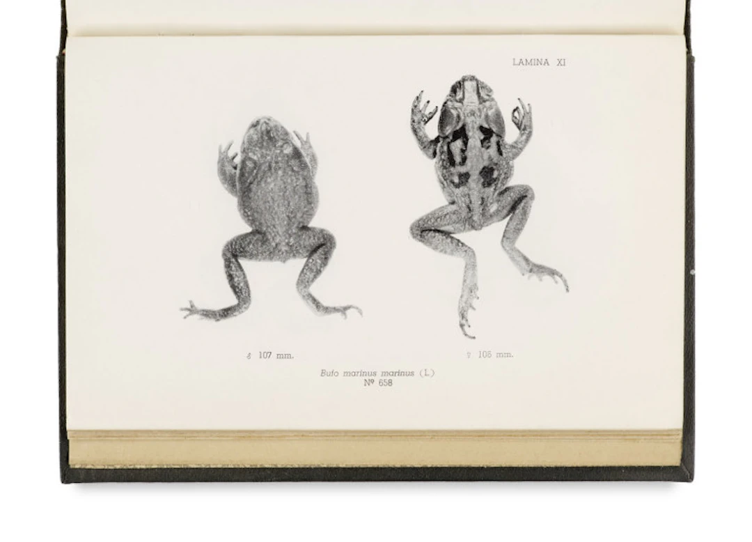 Jehan Vellard. Estudios sobre batracios …