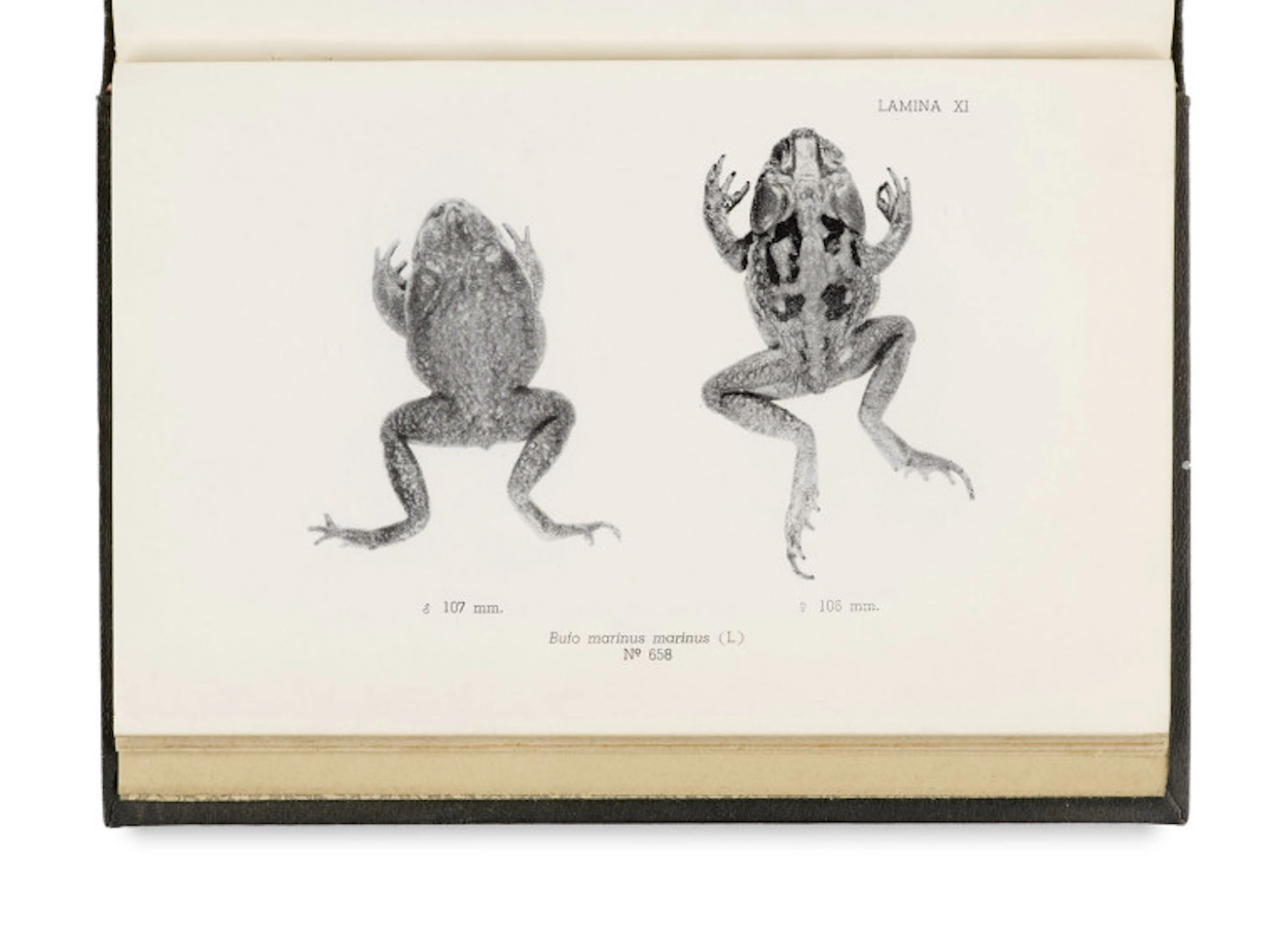 Jehan Vellard. Estudios sobre batracios …