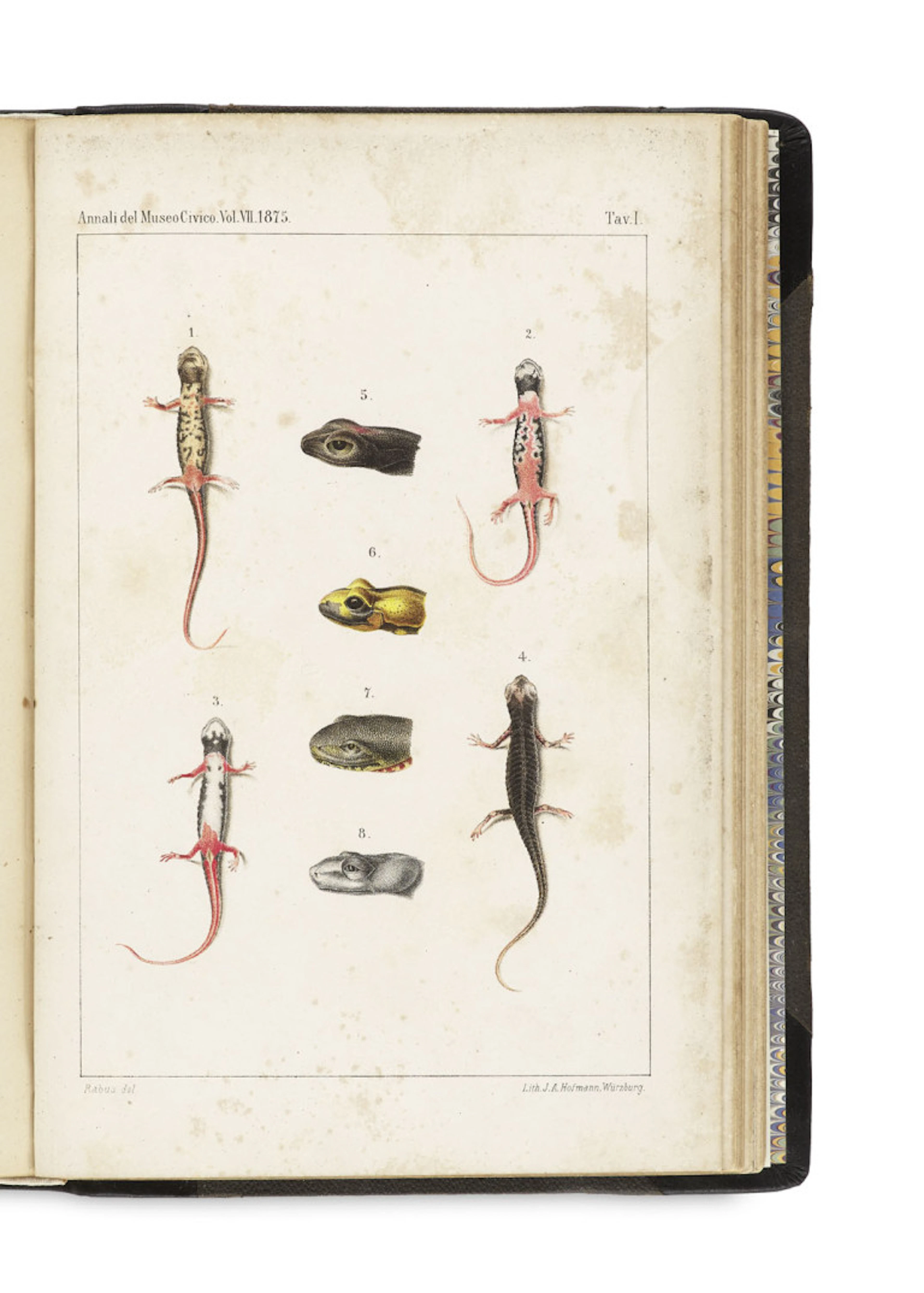 Robert Wiedersheim. Salamandrina perspicillata …