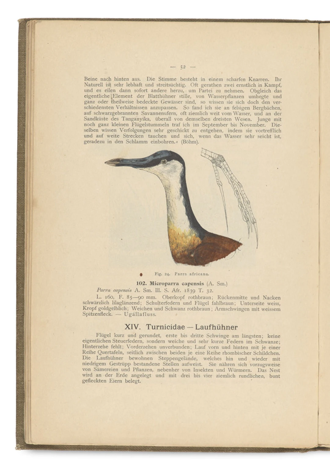 Anton Reichenow. Die Vögel …