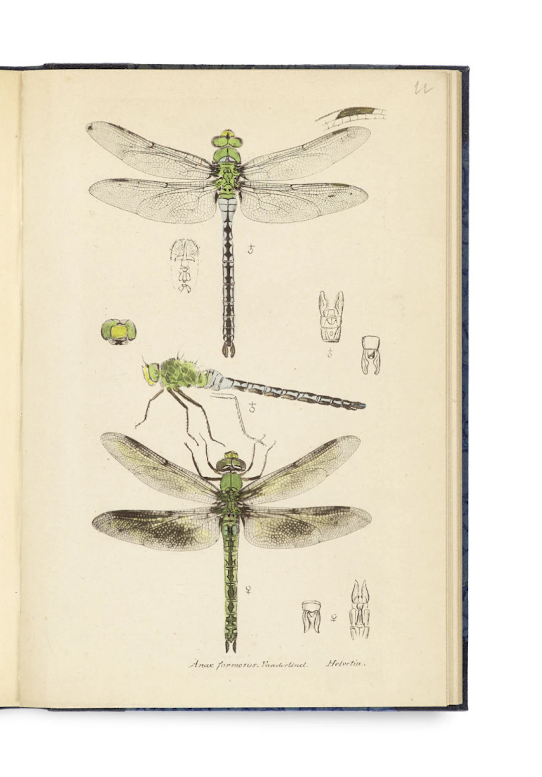 Heinrich Buchecker. Systema entomologiae sistens …