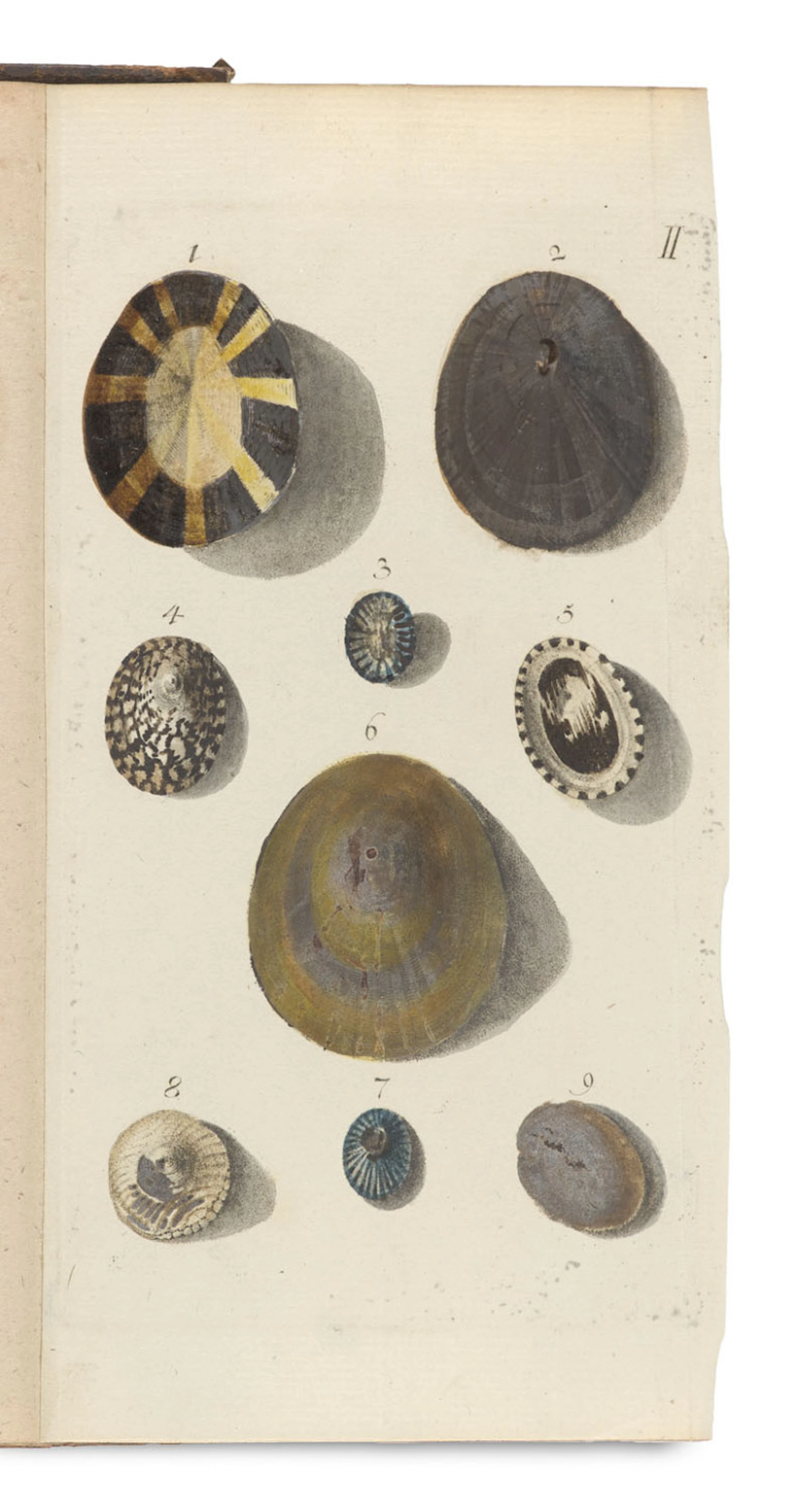 Christoph Ludwig Kämmerer. Die Conchylien im Cabinette …