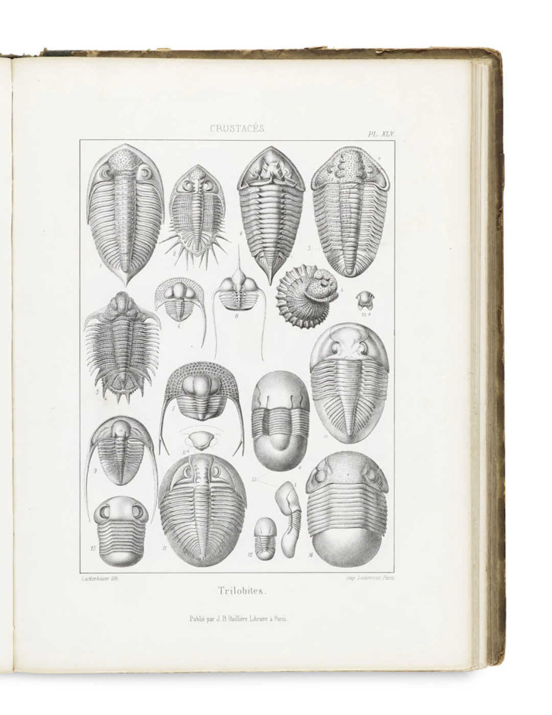 de la Rive, Francois Jules Pictet. Traite de Paleontologie ou …