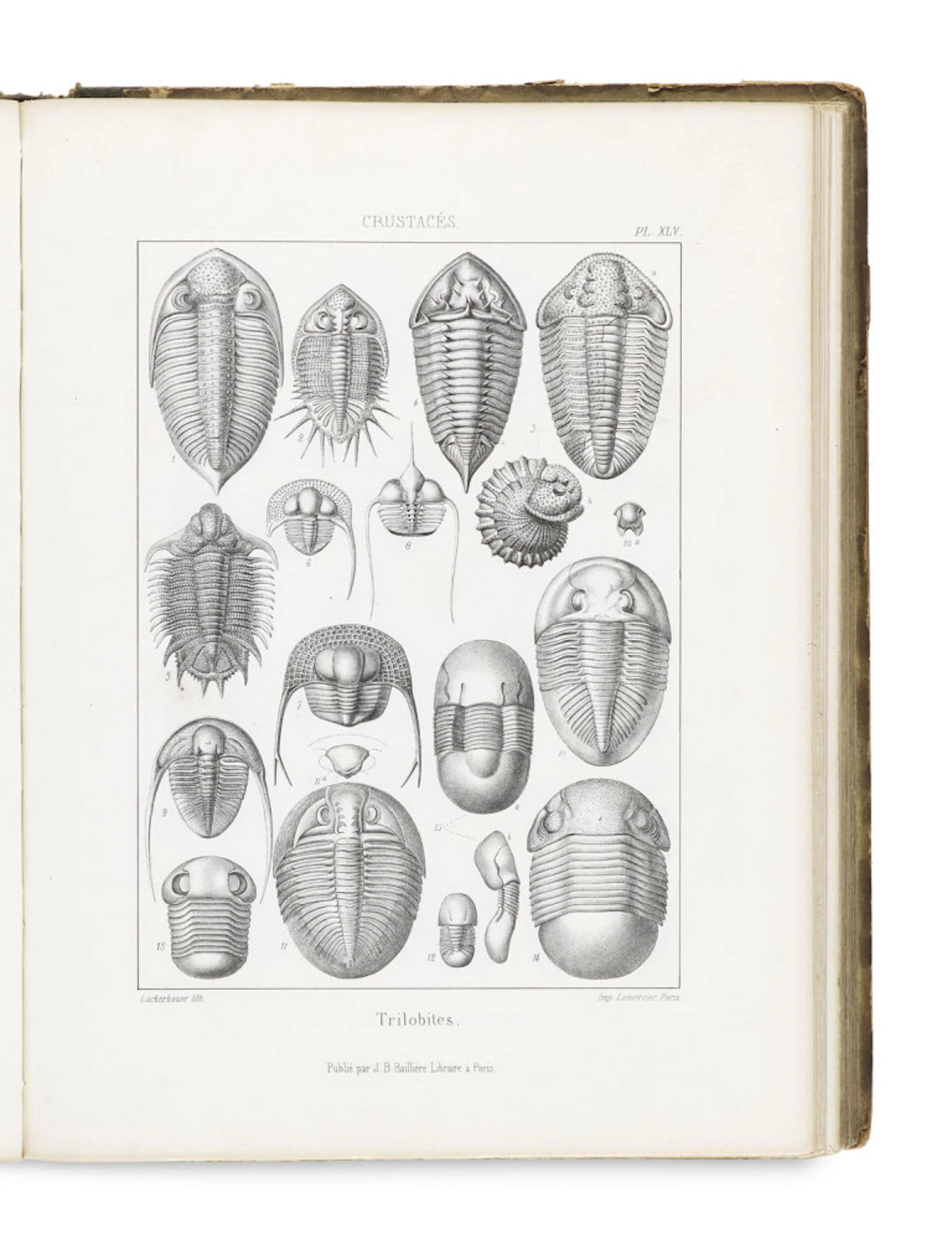 de la Rive, Francois Jules Pictet. Traite de Paleontologie ou …