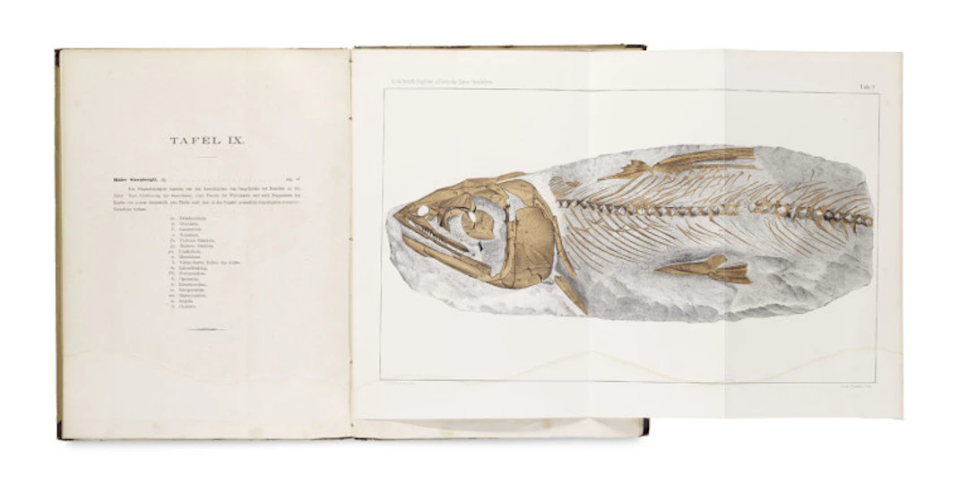 Anton Fritsch. Die Reptilien und Fische der …