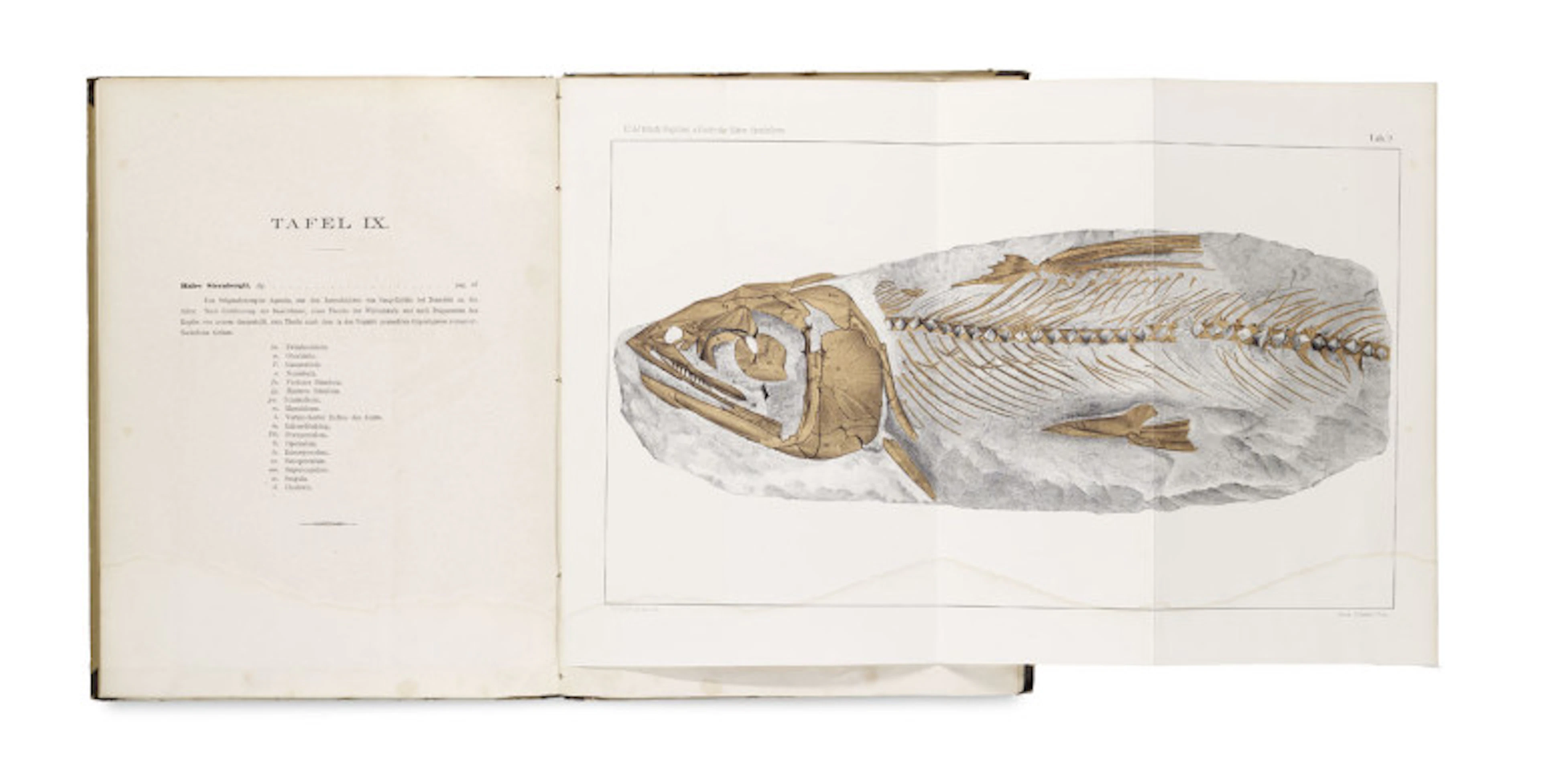 Anton Fritsch. Die Reptilien und Fische der …