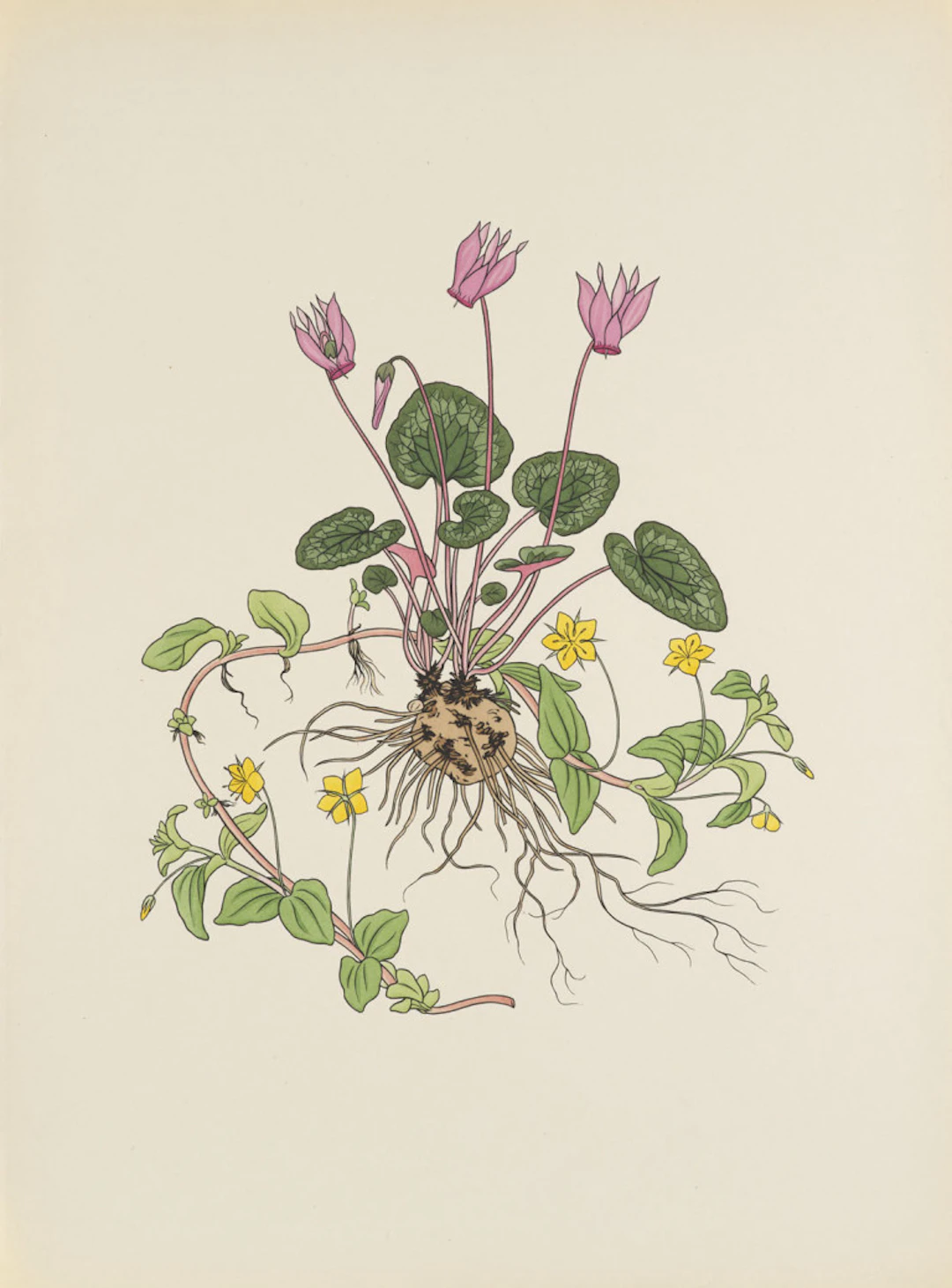 Josef Weisz. Blumen der Alpen. 4 Bde. Mit …