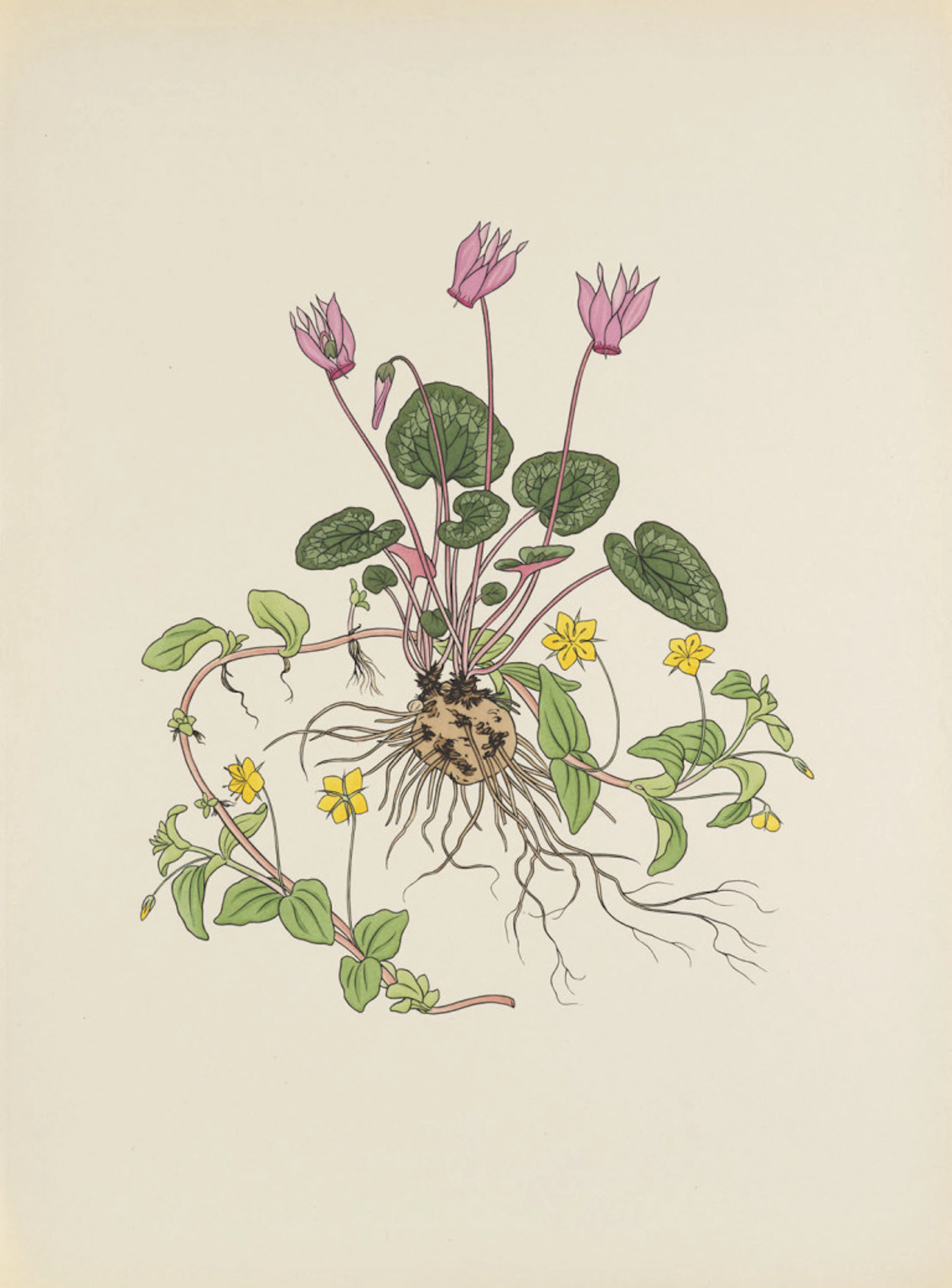 Josef Weisz. Blumen der Alpen. 4 Bde. Mit …
