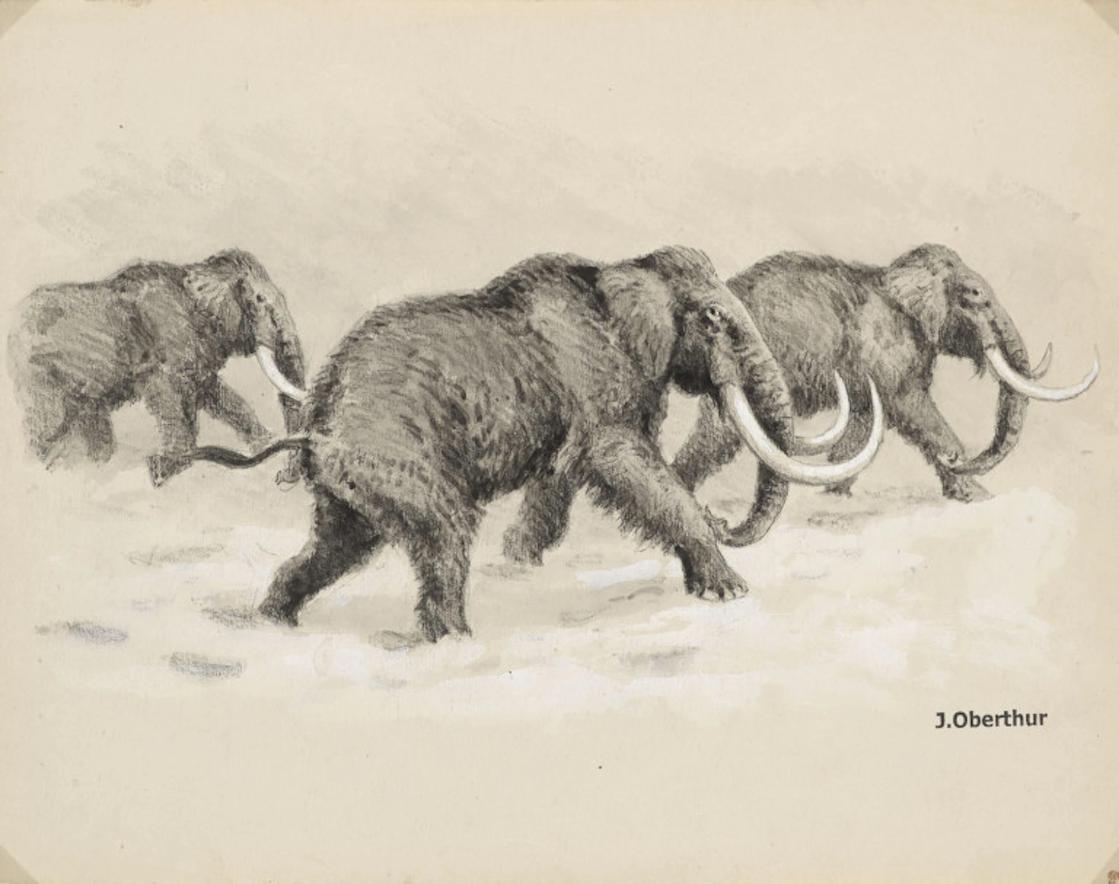 Joseph Oberthür. Mammouths (Elephas …