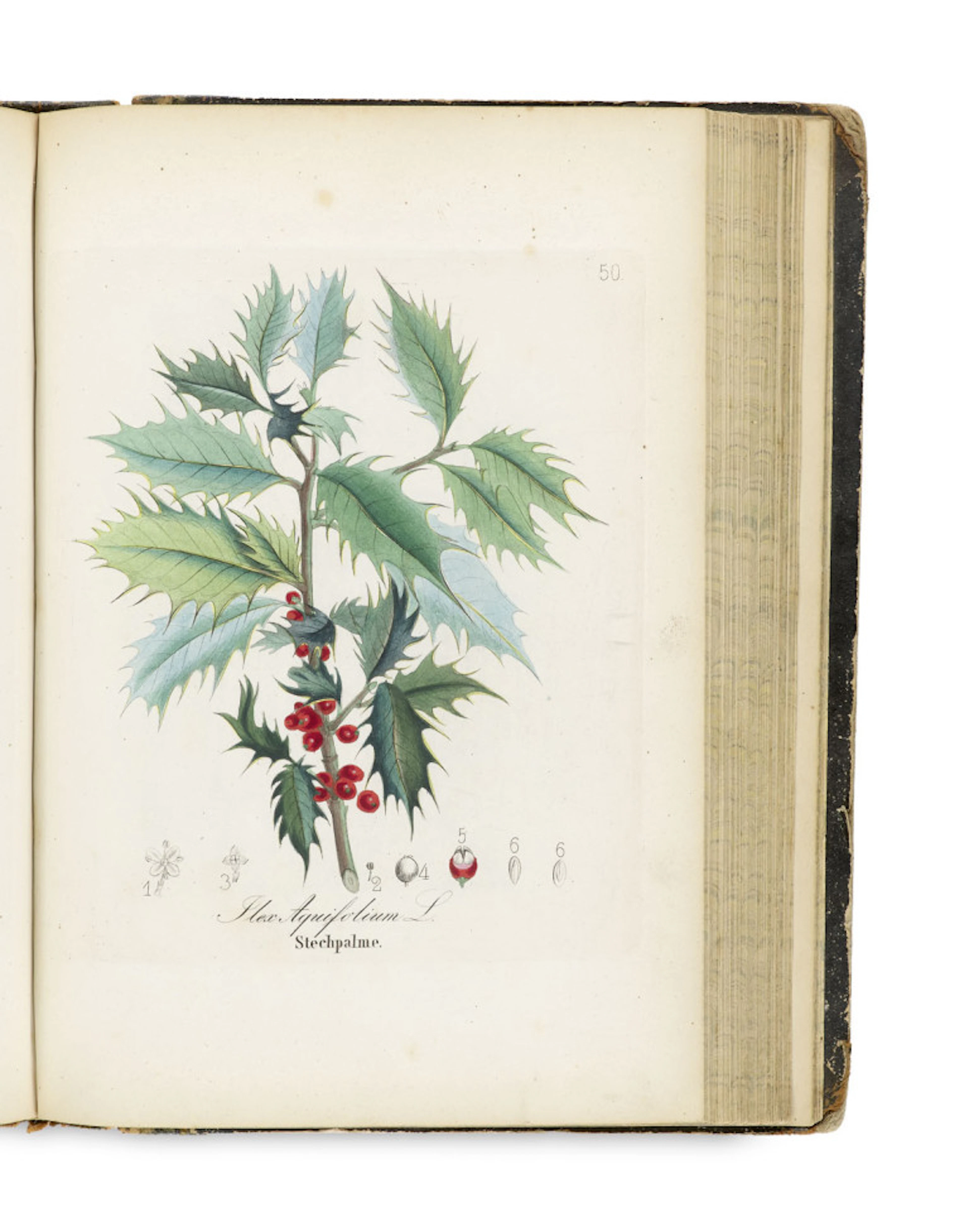 David Dietrich. Forst-Flora oder Abbildung …
