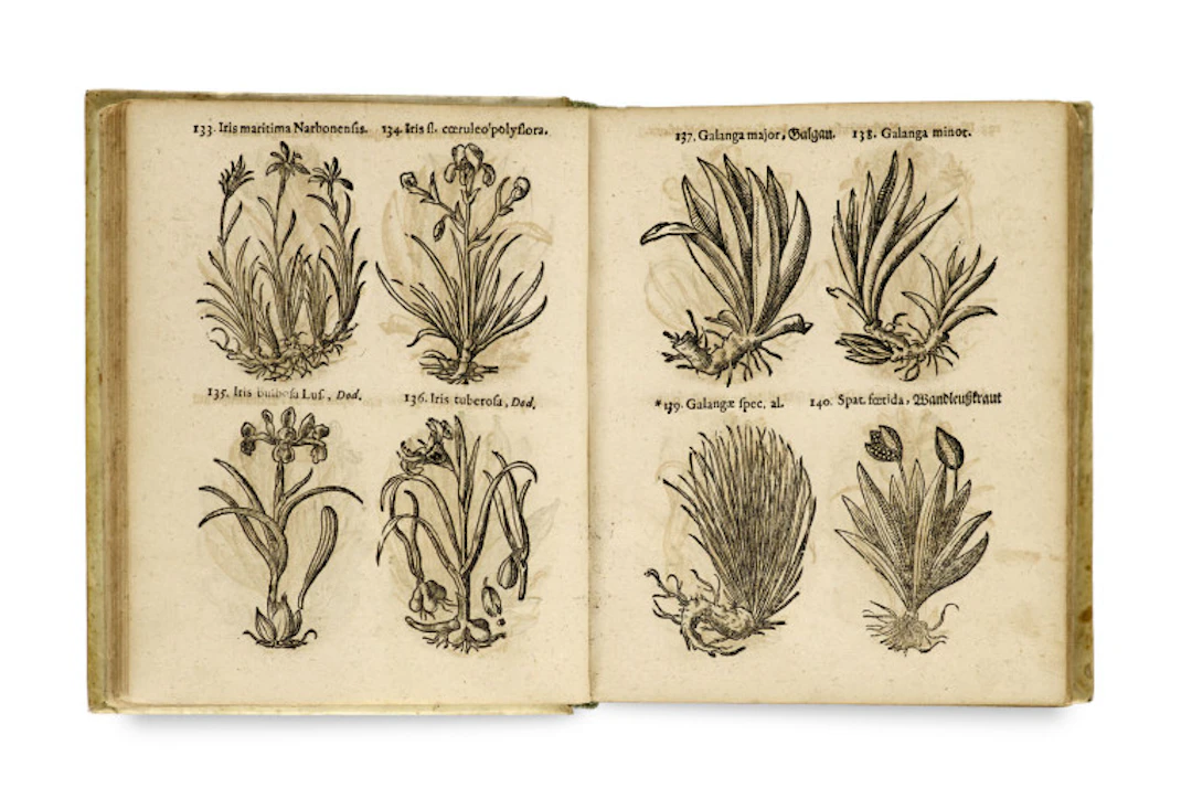 Thomas Pancovius (Panckow). Herbarium, Oder Kräuter- und …
