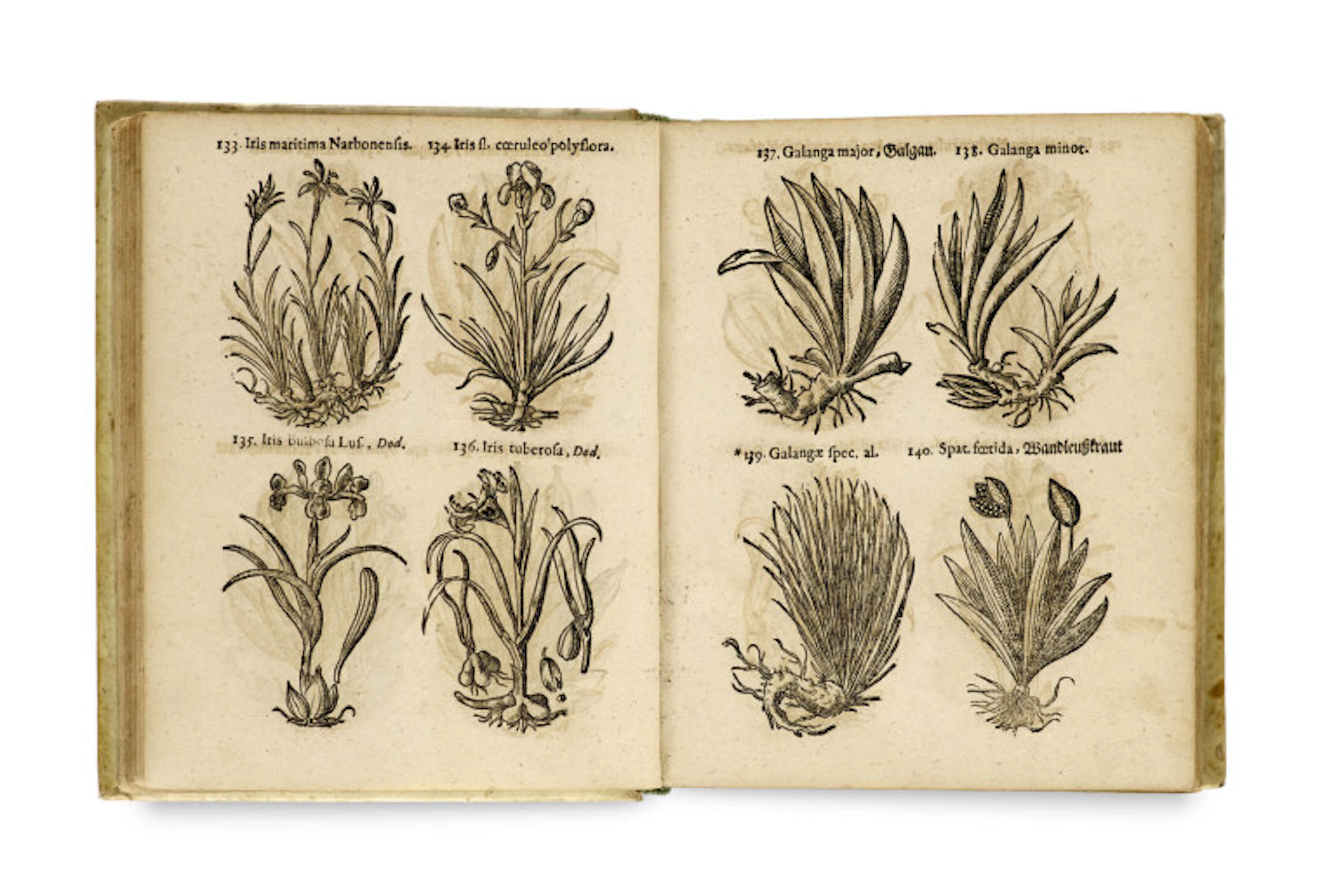 Thomas Pancovius (Panckow). Herbarium, Oder Kräuter- und …