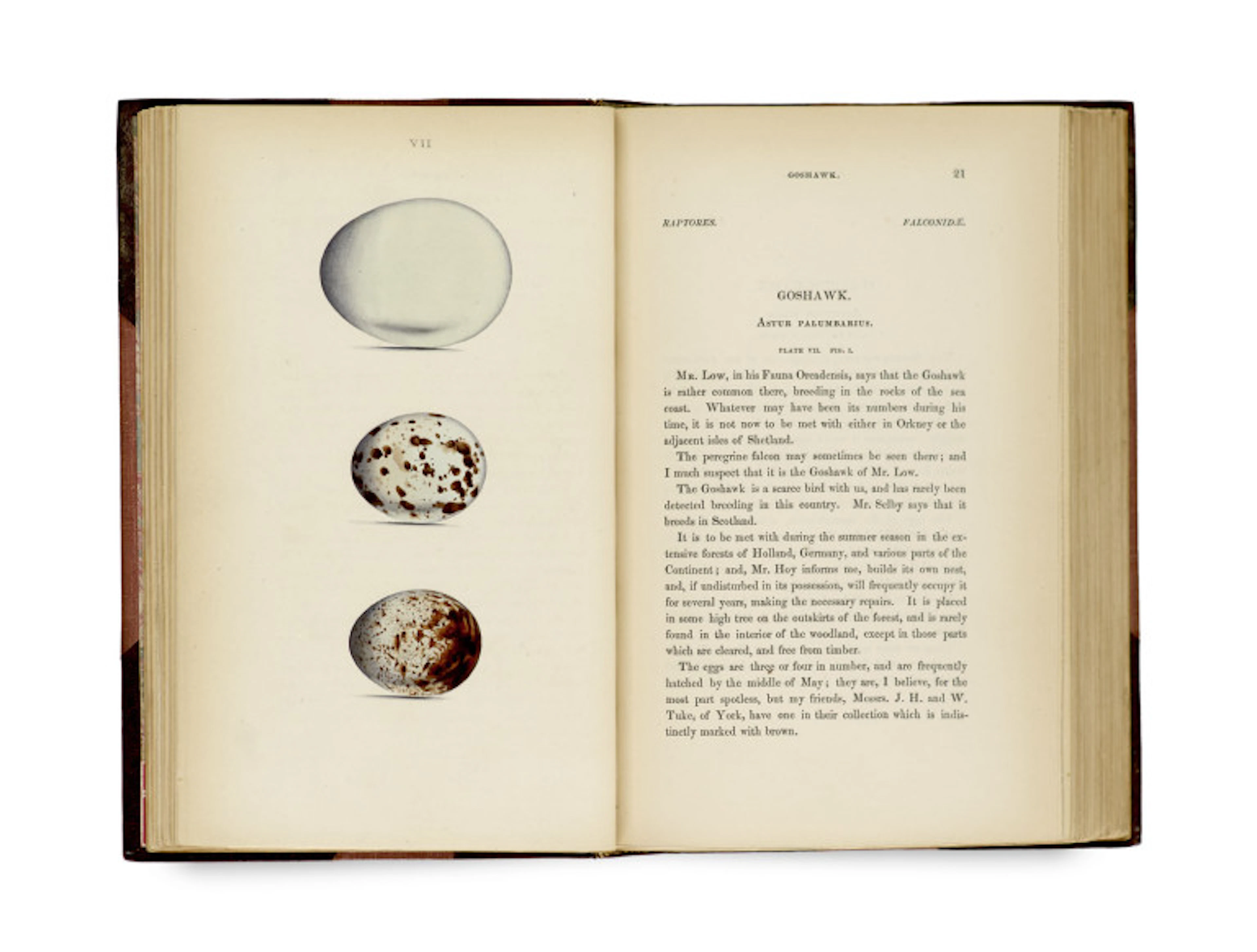William C. Hewitson. Coloured illustrations of the …