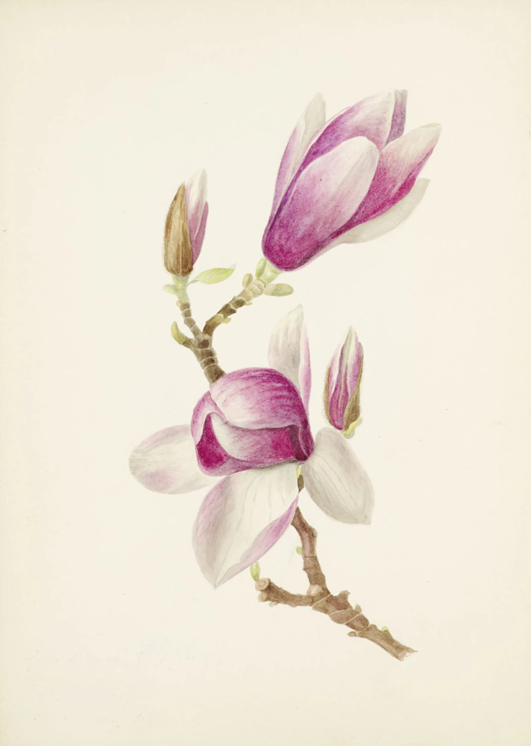 Magnolia und Veronica …