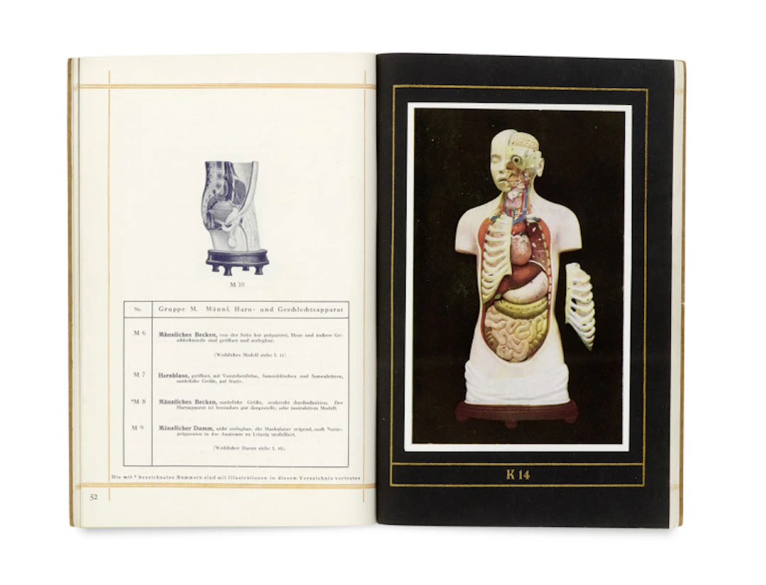 Markus Sommer. Katalog anatomischer Modelle. …