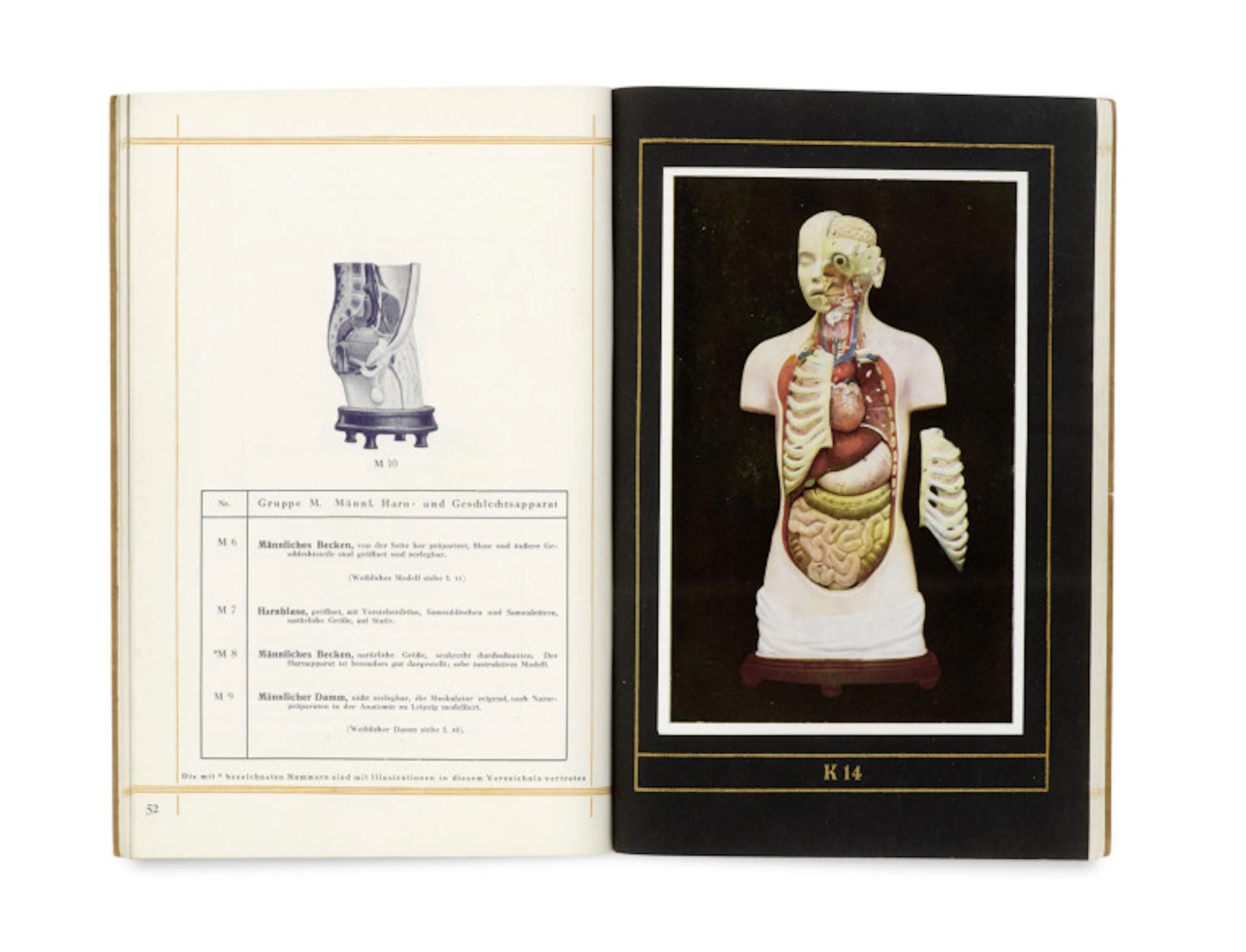 Markus Sommer. Katalog anatomischer Modelle. …