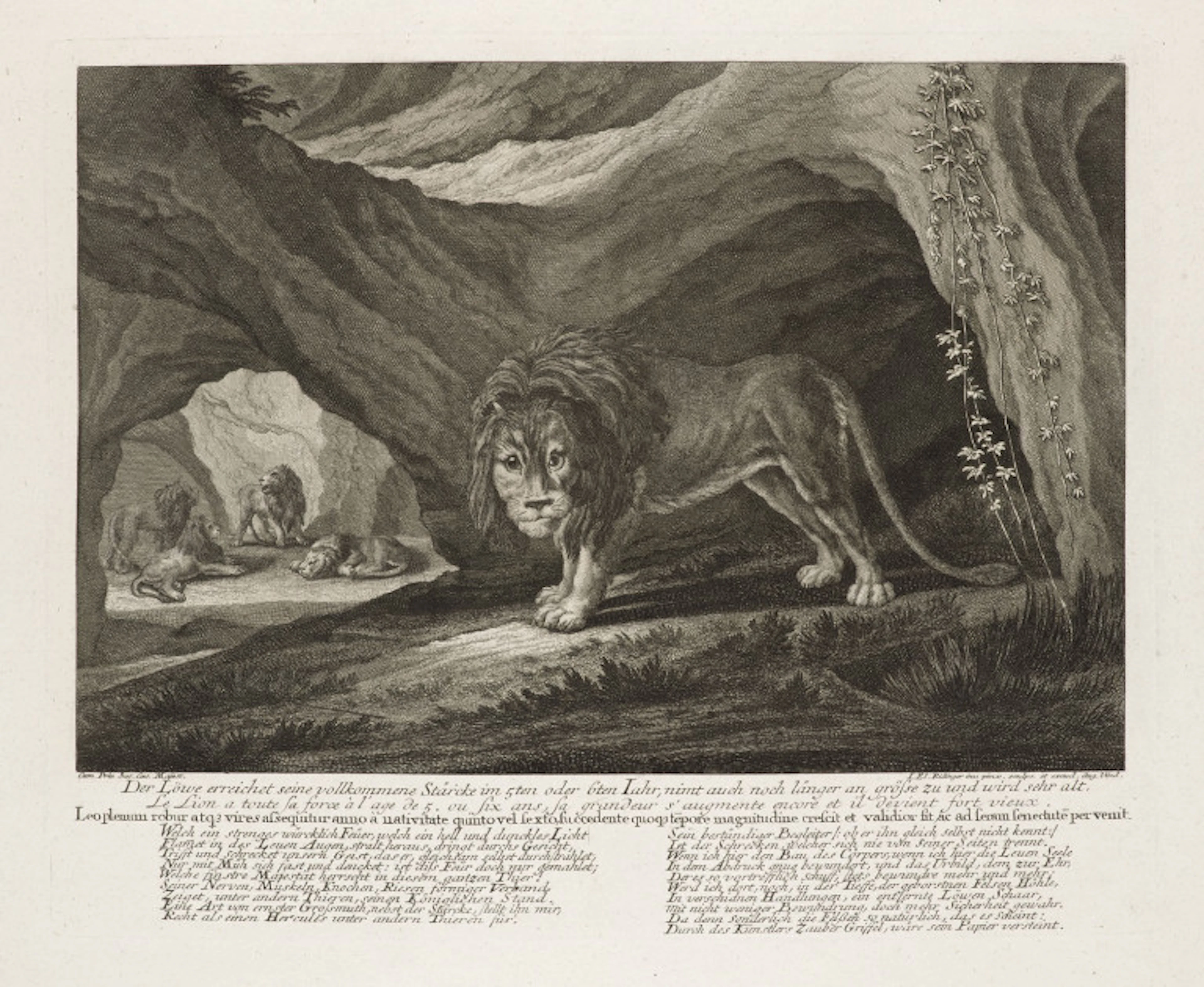 Umkreis Johann Elias Ridinger. Sammlung von 13 Darstellungen …