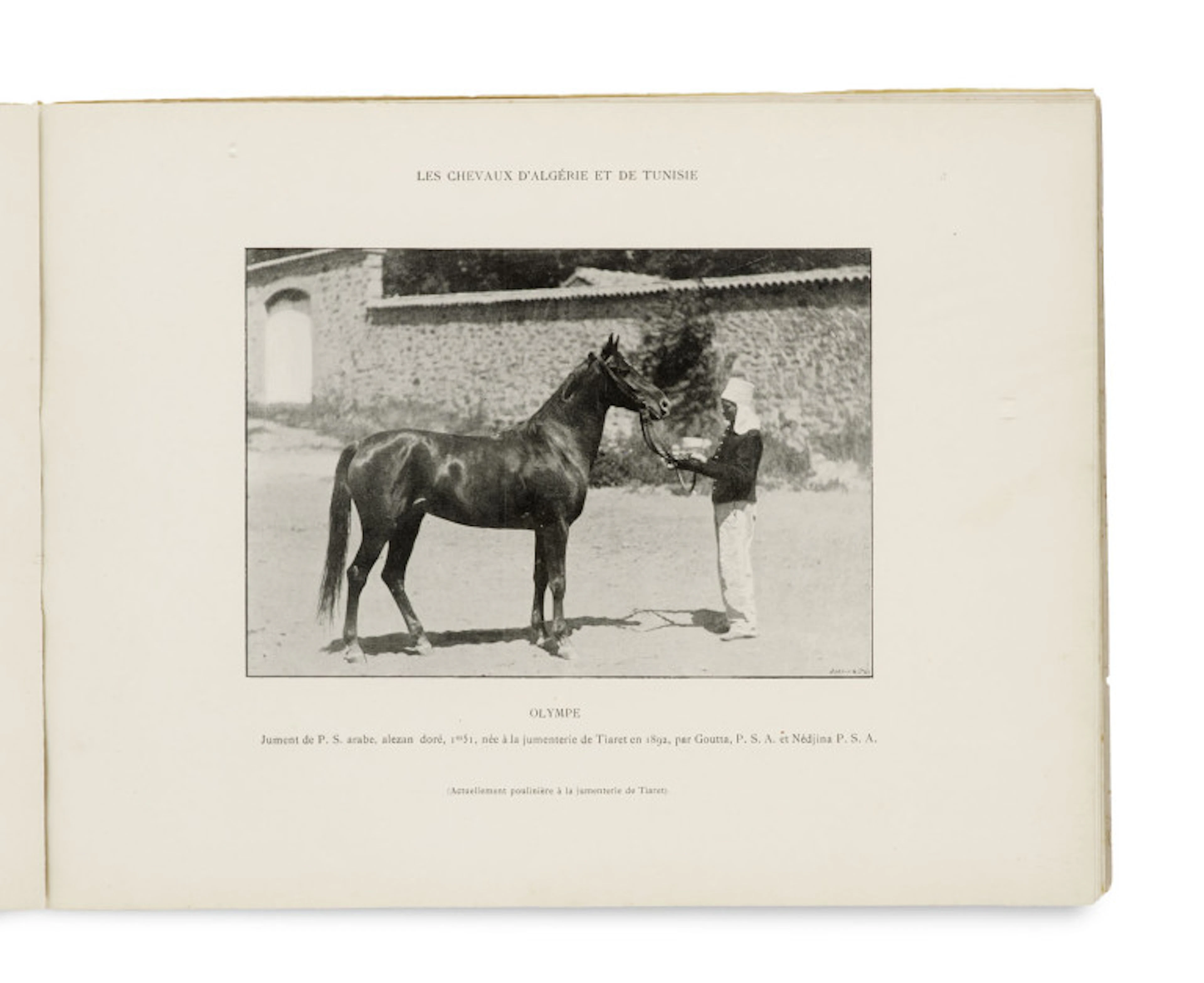 Georges Delton. Les Chevaux d'Algérie et de …