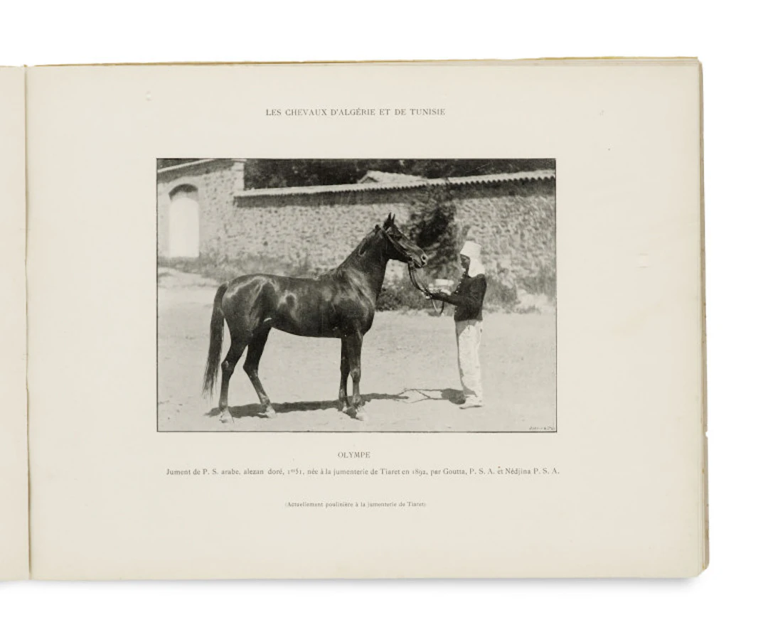Georges Delton. Les Chevaux d'Algérie et de …