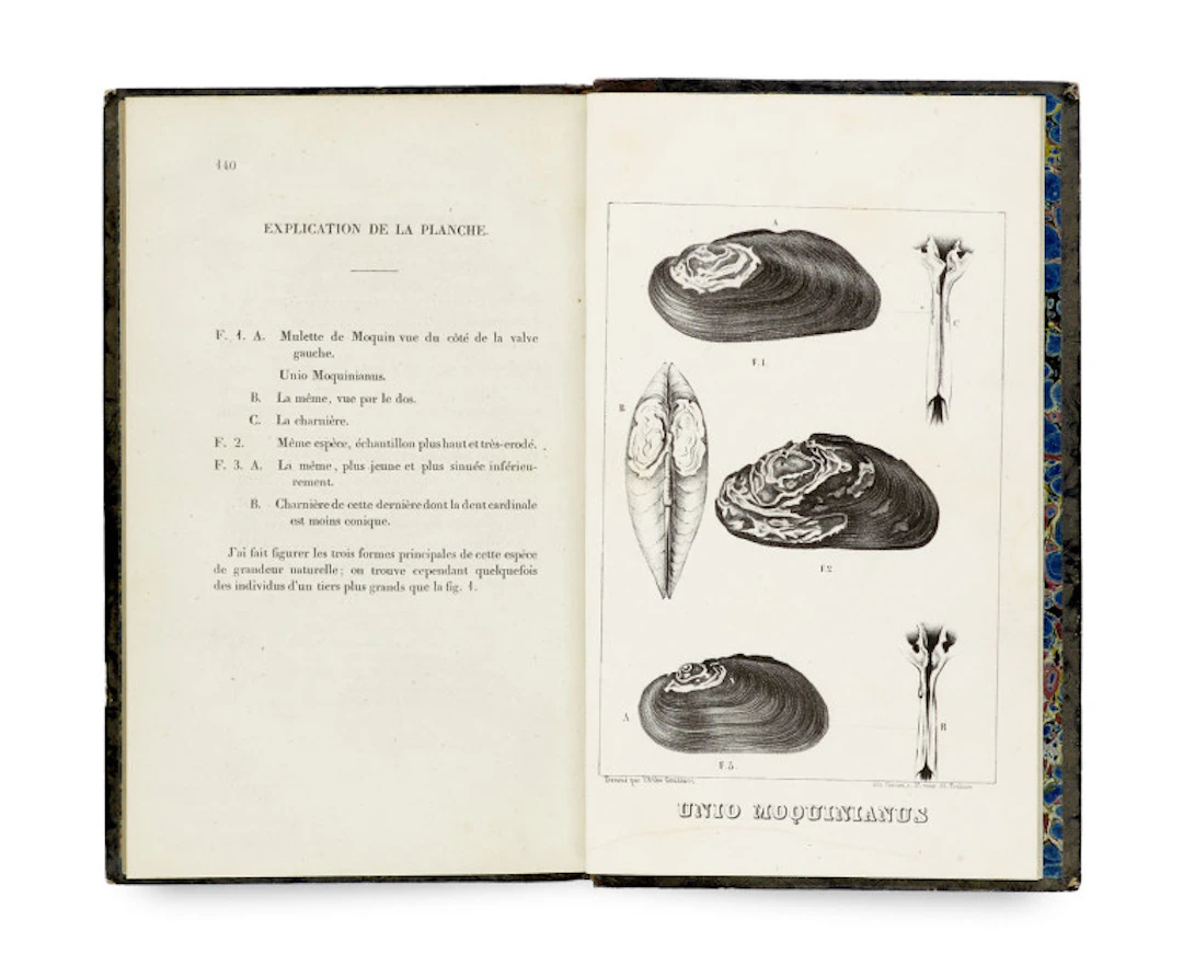 Dominique Dupuy. Essai sur les mollusques …