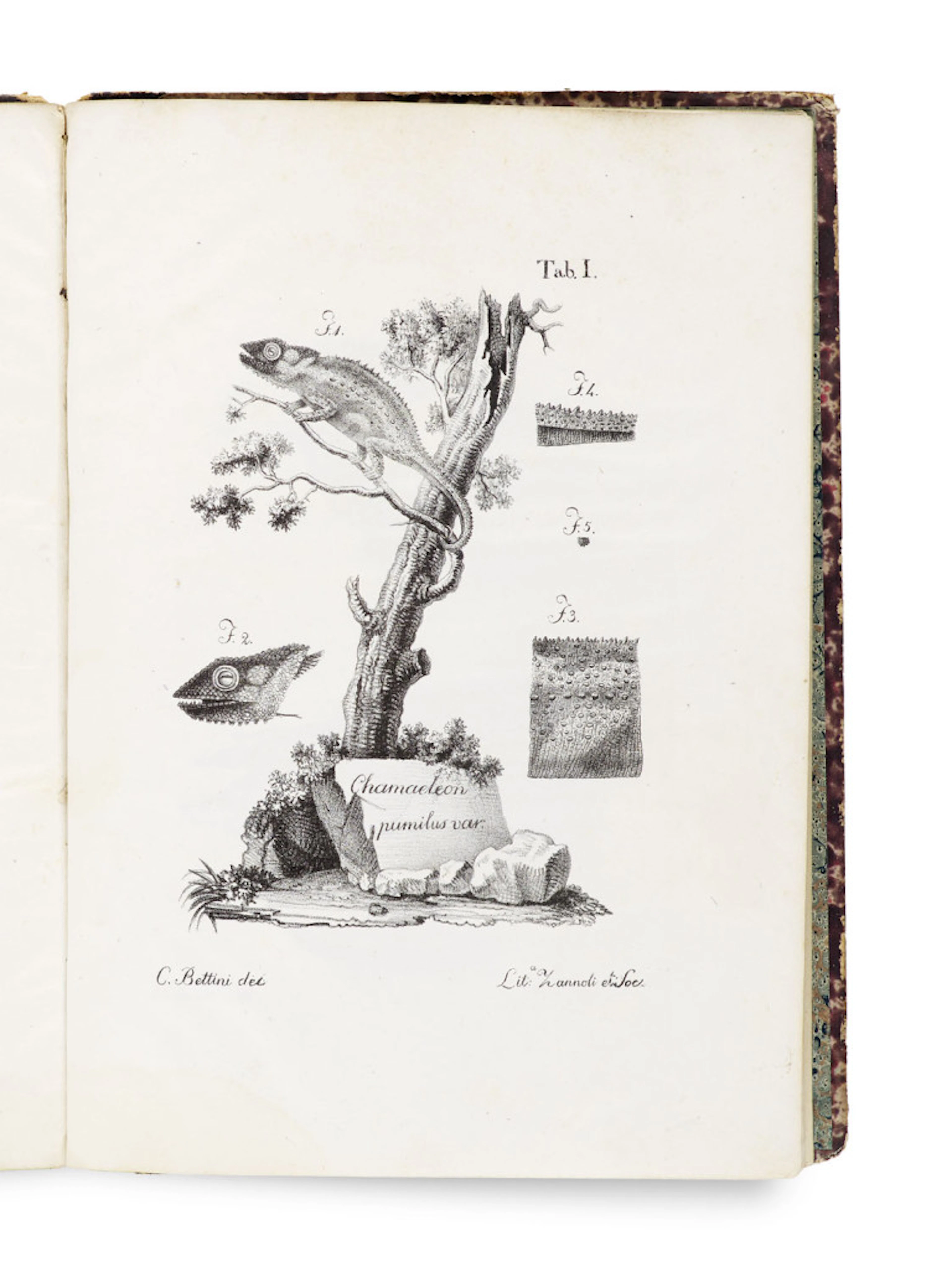 Camillo Ranzani. De chamaeleontibus. Mit zwei …