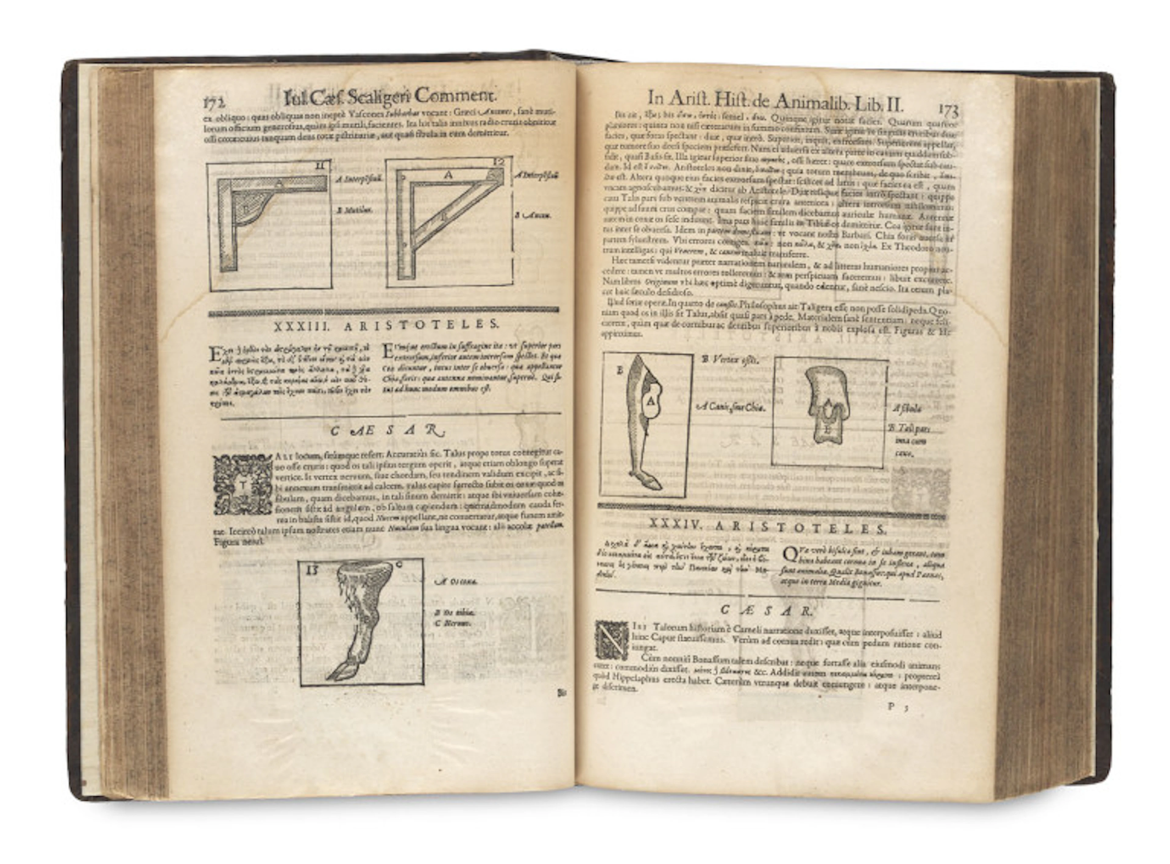 Aristoteles. Historia de Animalibus. Iulio …