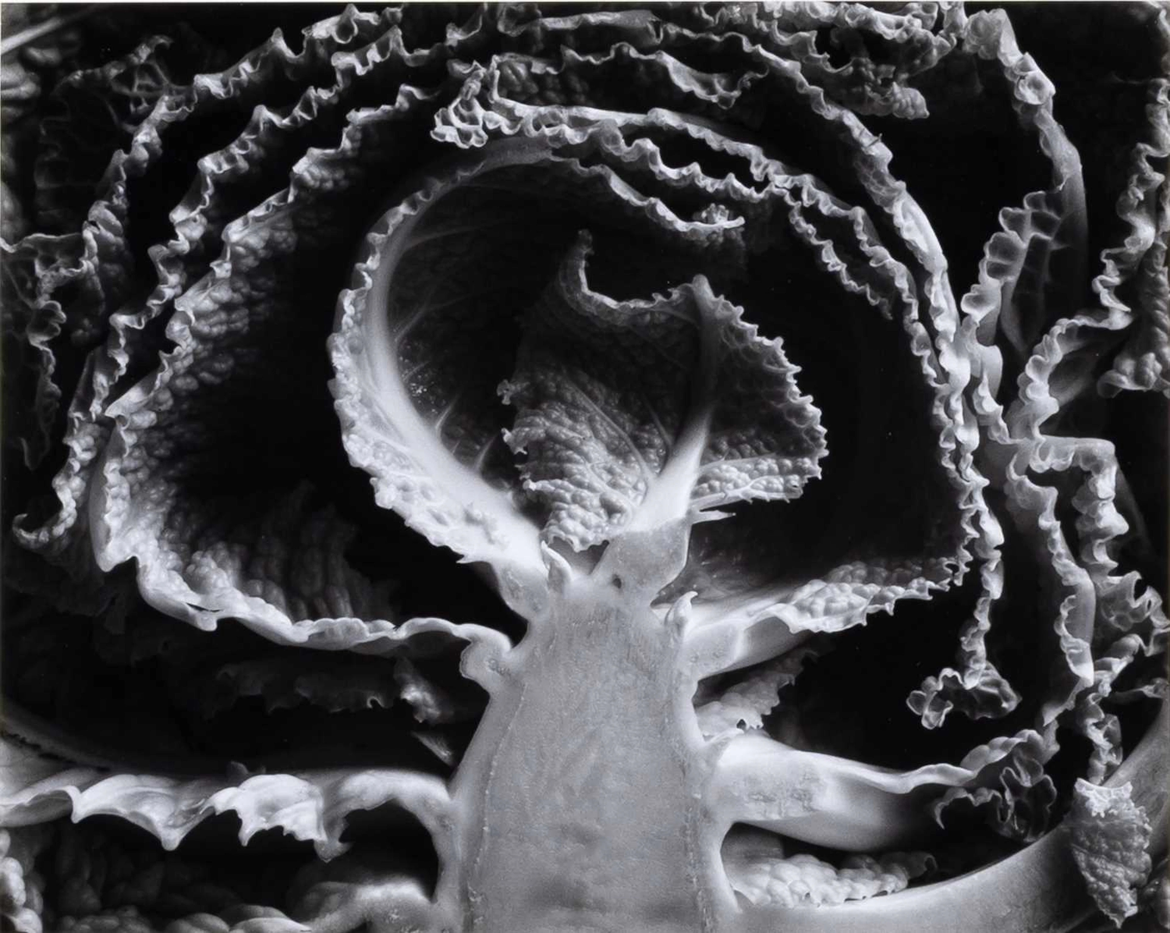 Edward Weston, Kale Halved, 1930