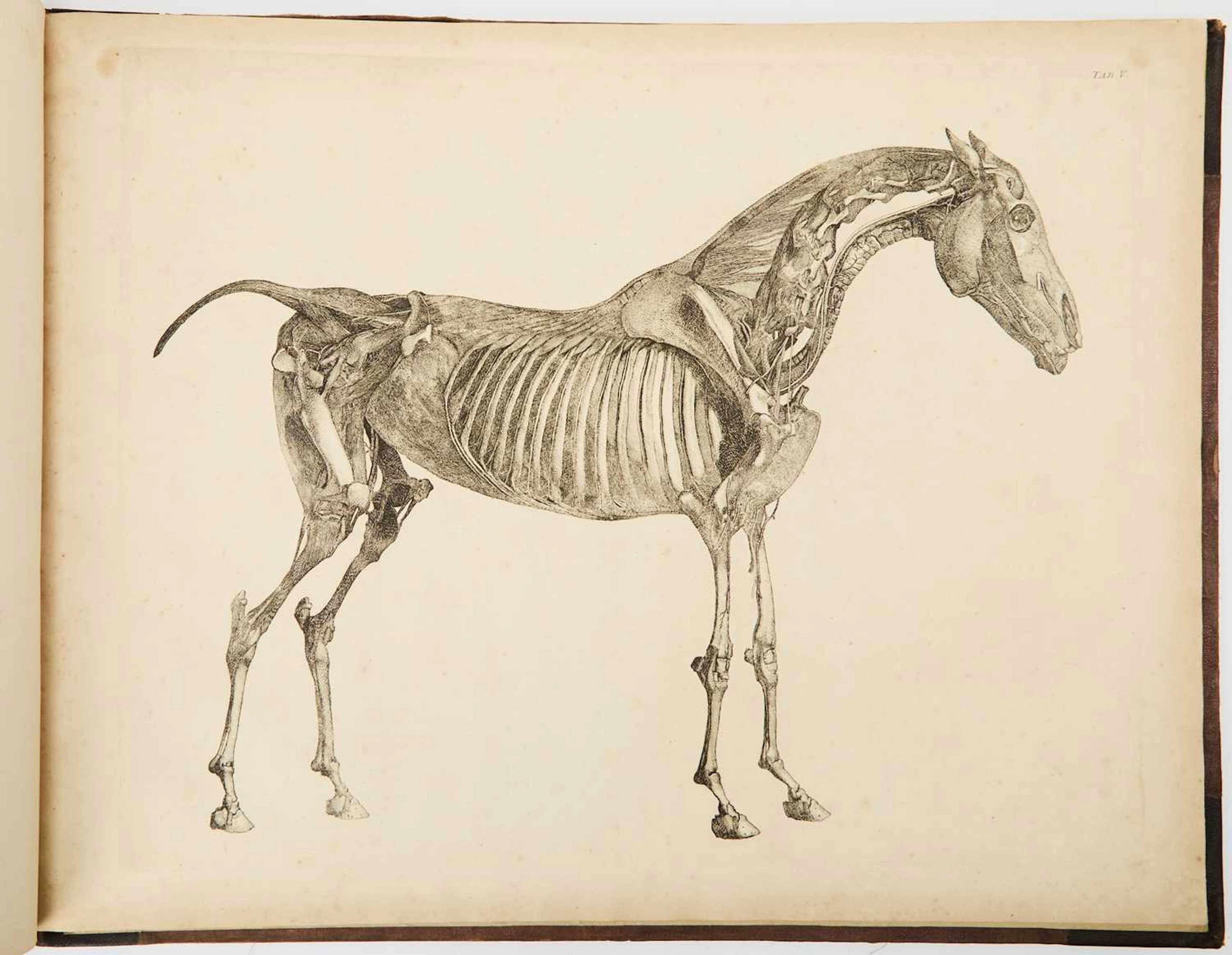 George Stubbs on the anatomy of the horse