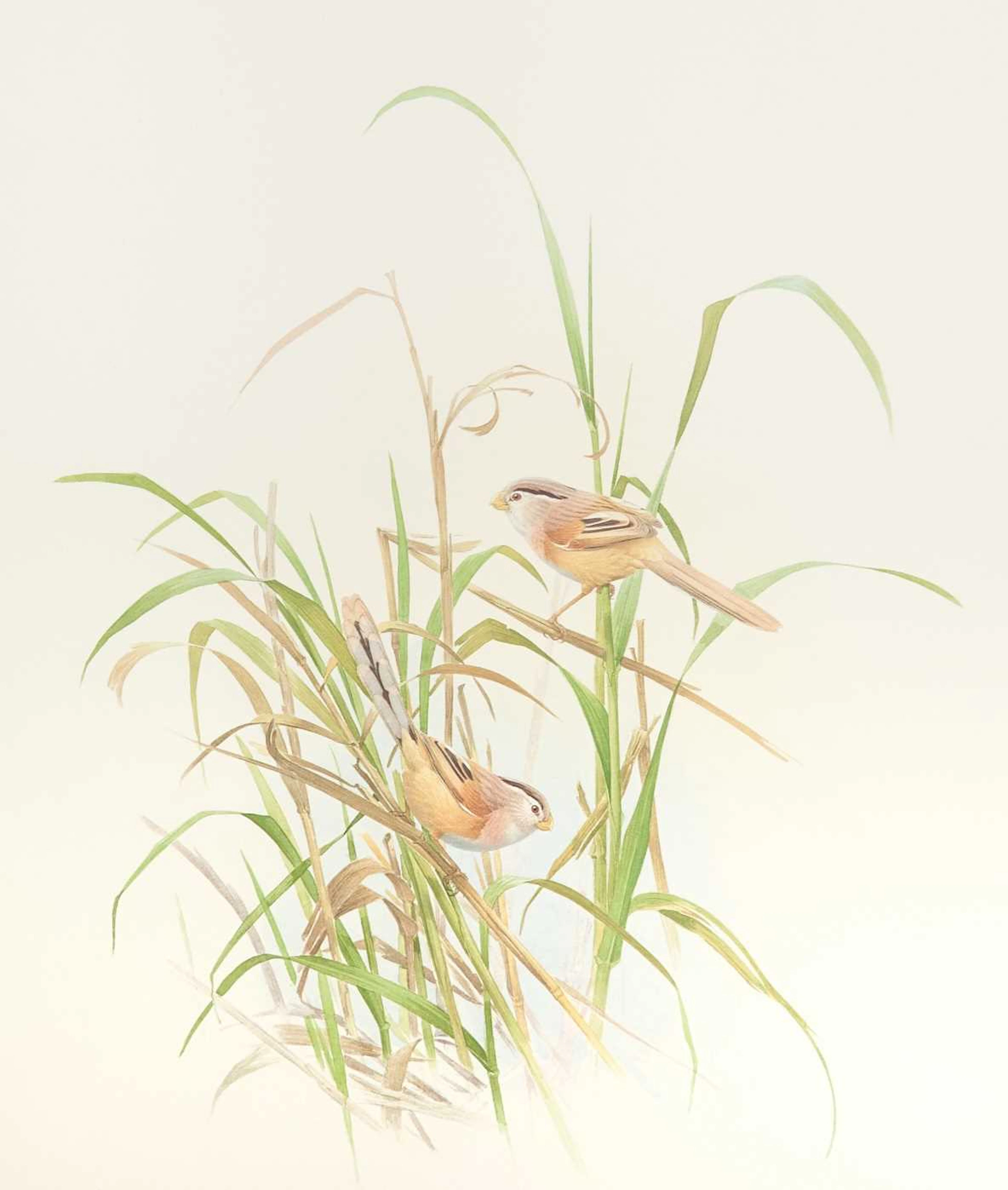 Set of Limited Edition Prints for The Rare Bird of China by Frederick Lansdowne