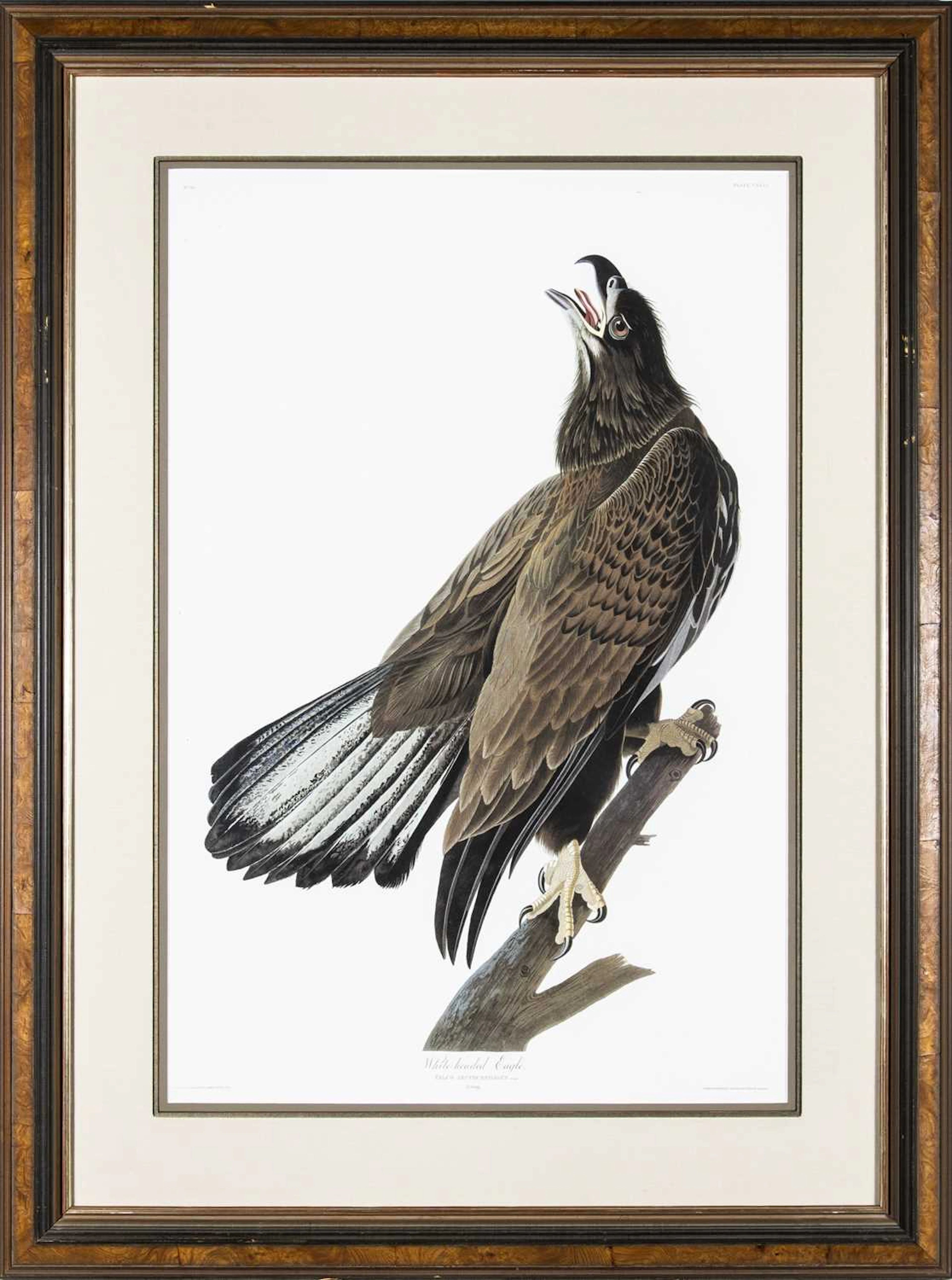 After John James Audubon (1785-1851)