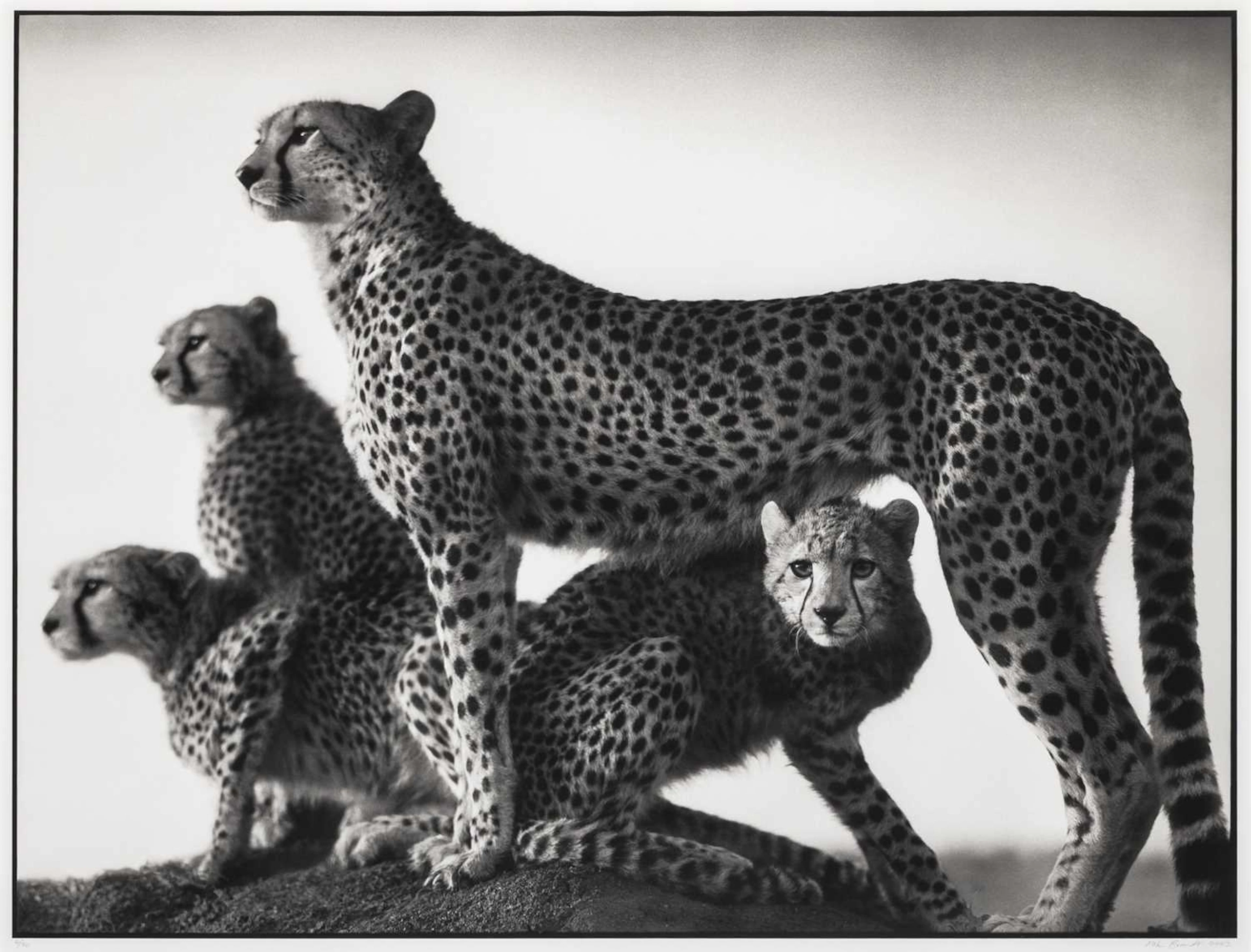 Nick Brandt, Cheetah and Cubs, Maasai Mara, 2003
