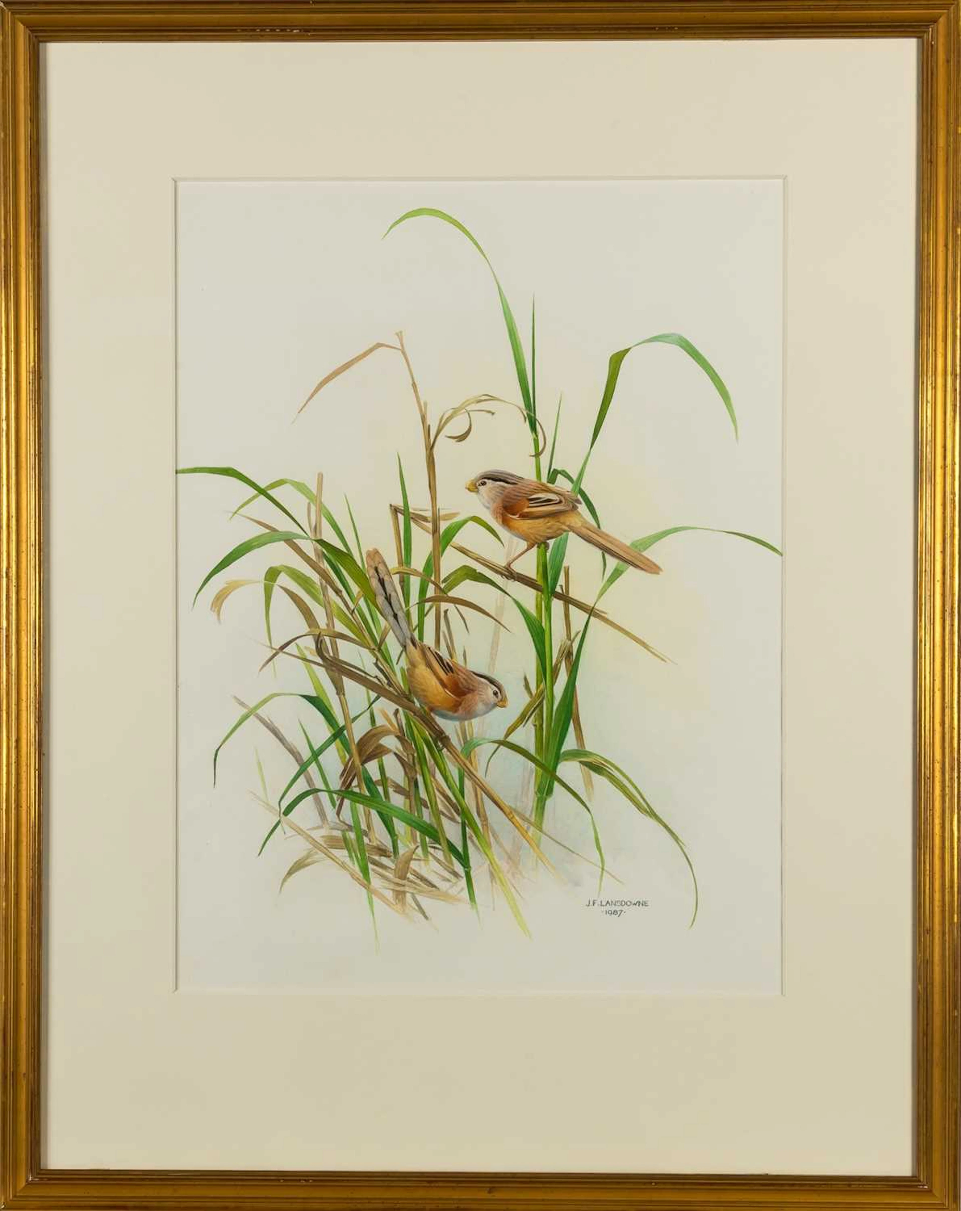 The Rare Birds of China by Lansdowne, with an Original Watercolor