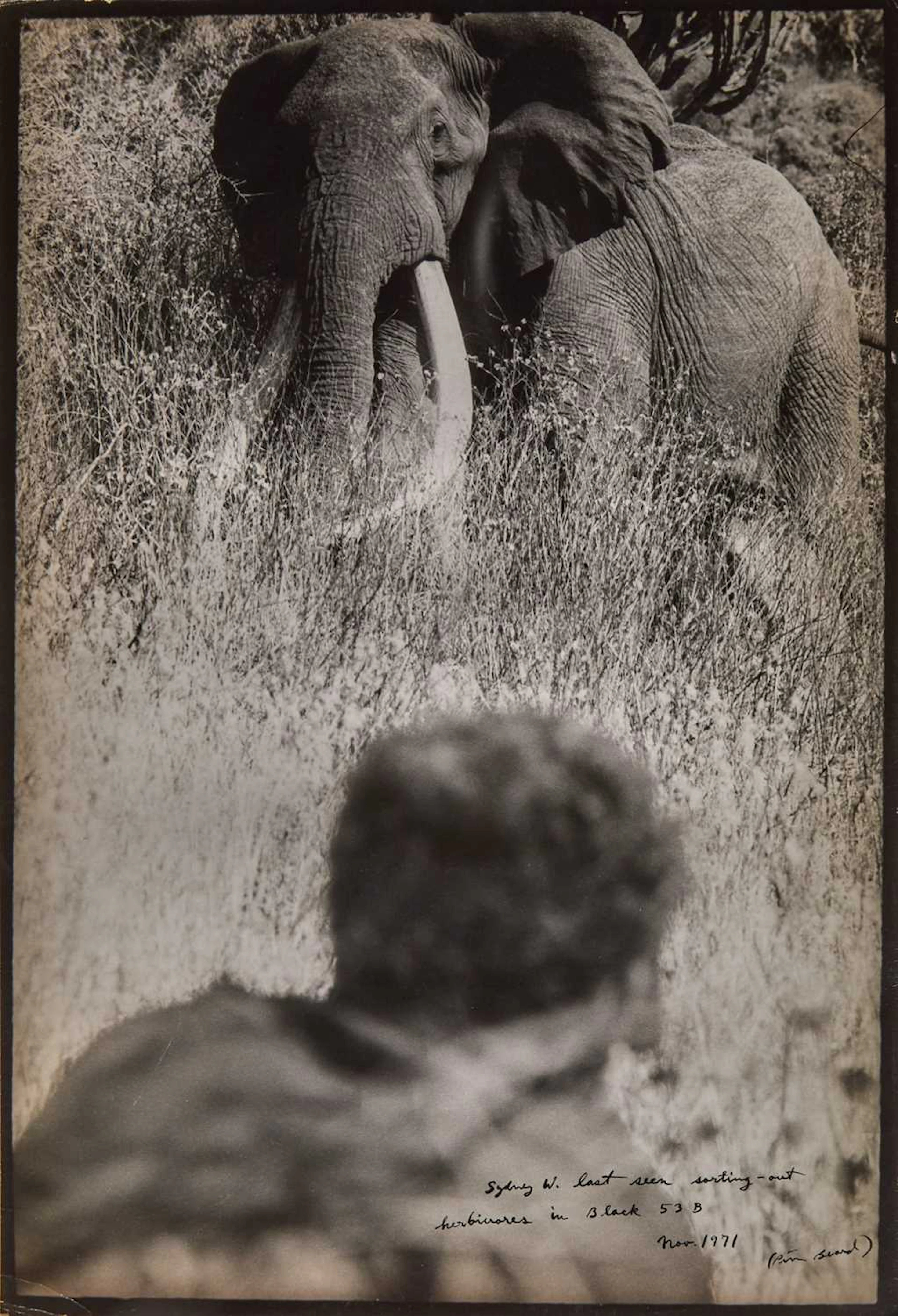 Peter Beard, Sydney W. last seen sorting-out herbivores in Block 53B, 1971