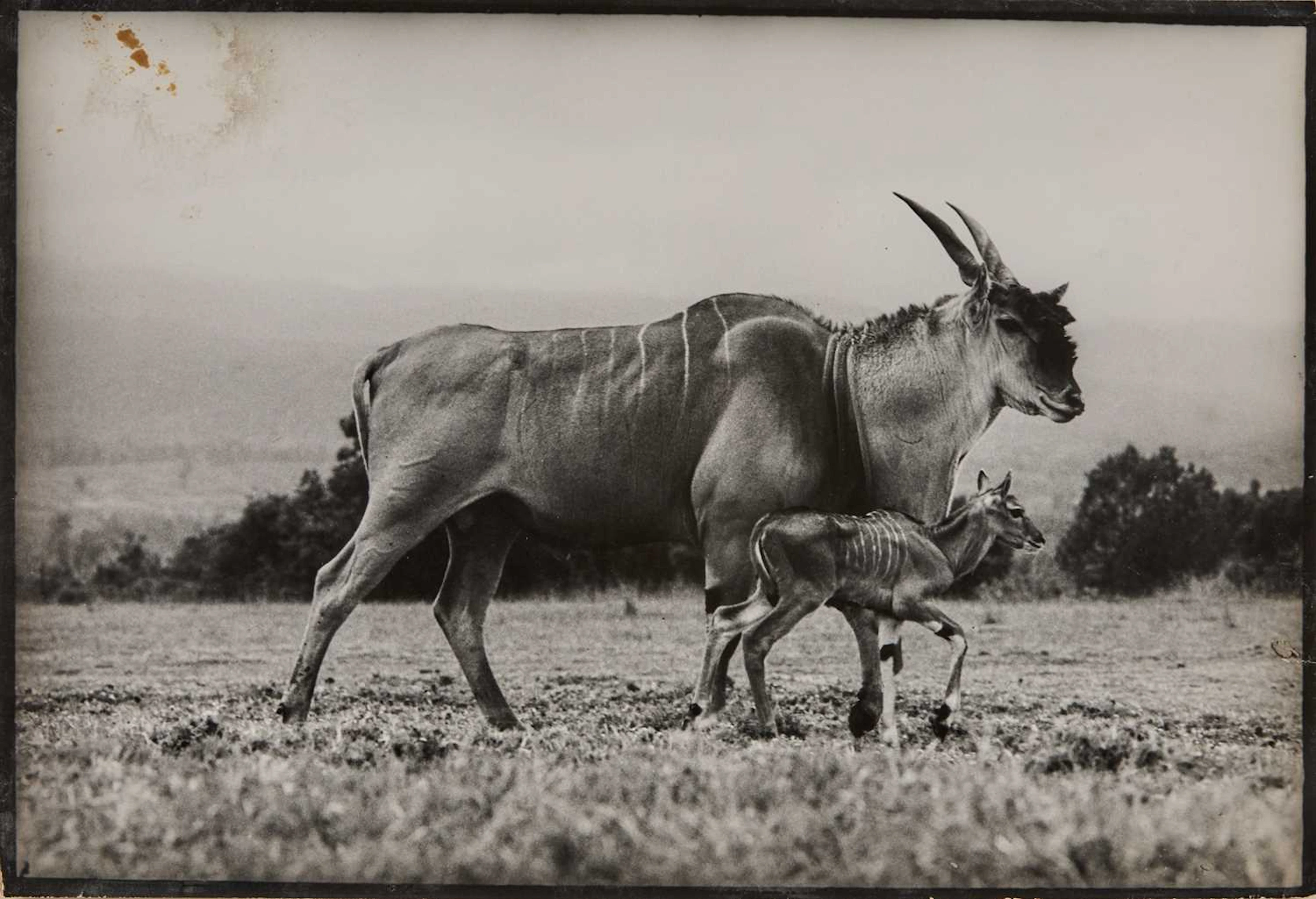 Peter Beard's End of the Game, an inscribed copy with a drawing, and
