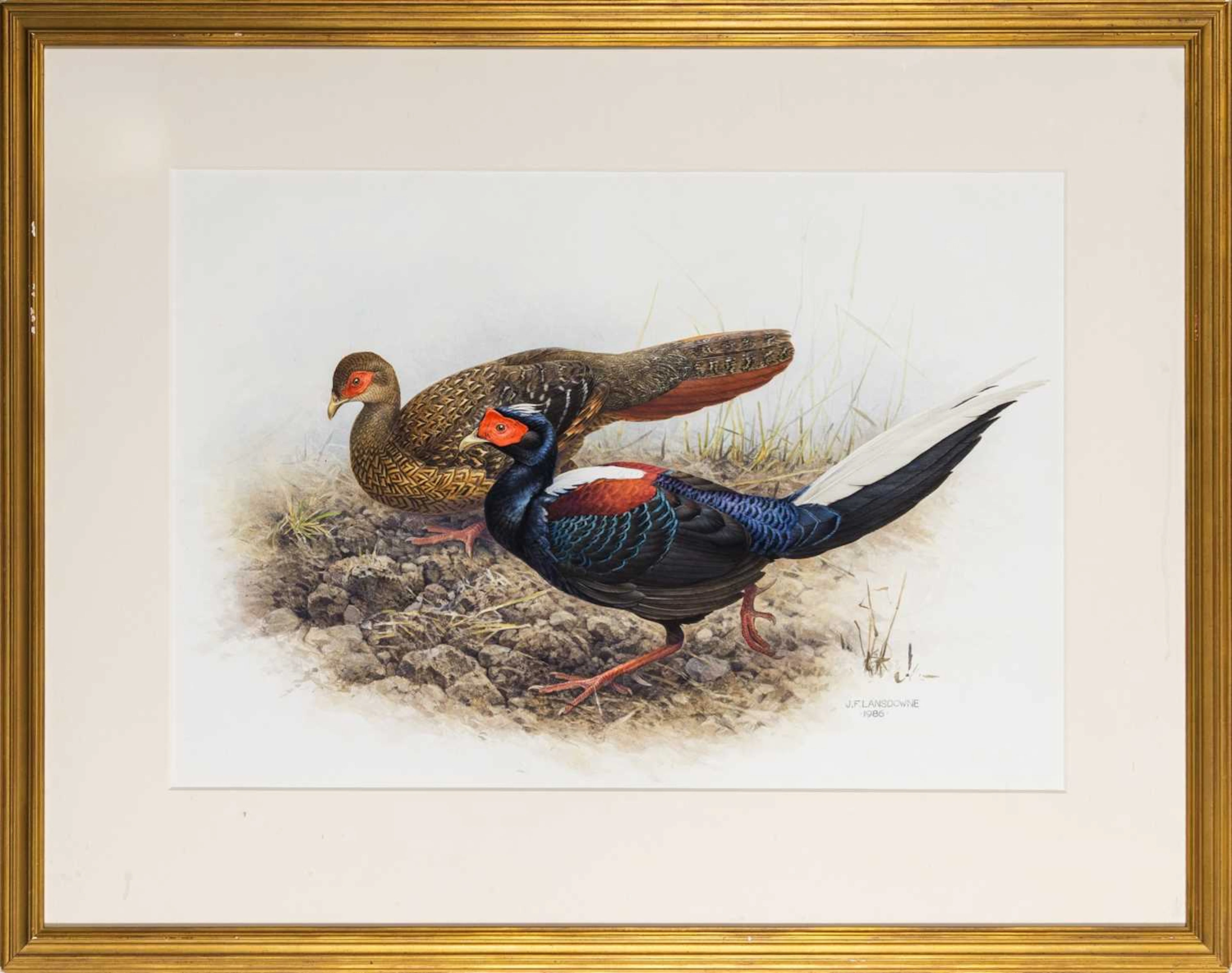 Complete Set of 32 Prints from The Rare Birds of China with Original