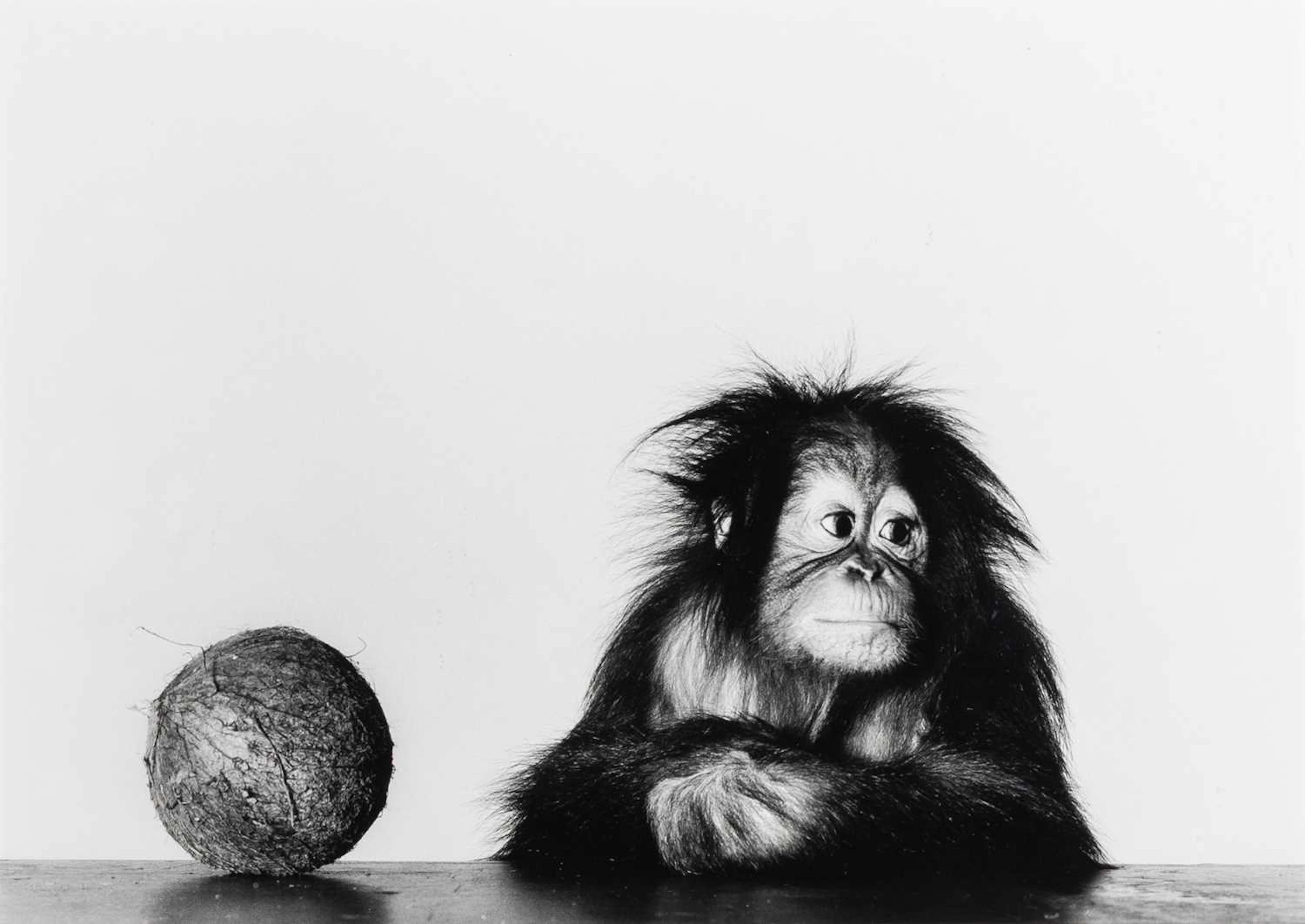 Irving Penn, Young Orangutan and Coconut, New York, Oct 12, 2004