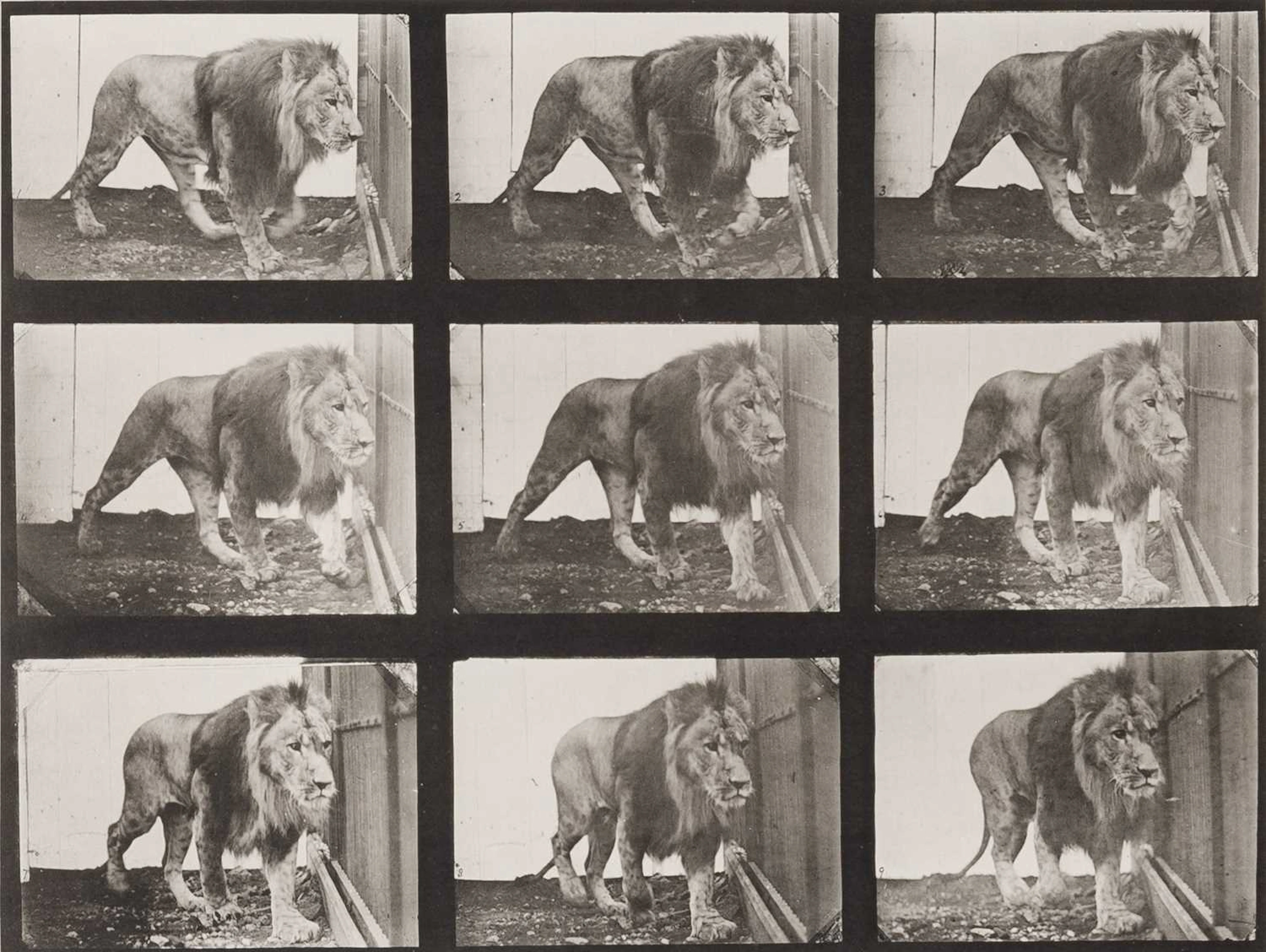 Eadweard Muybridge, [Lion], plate 721 from Animal Locomotion 1887