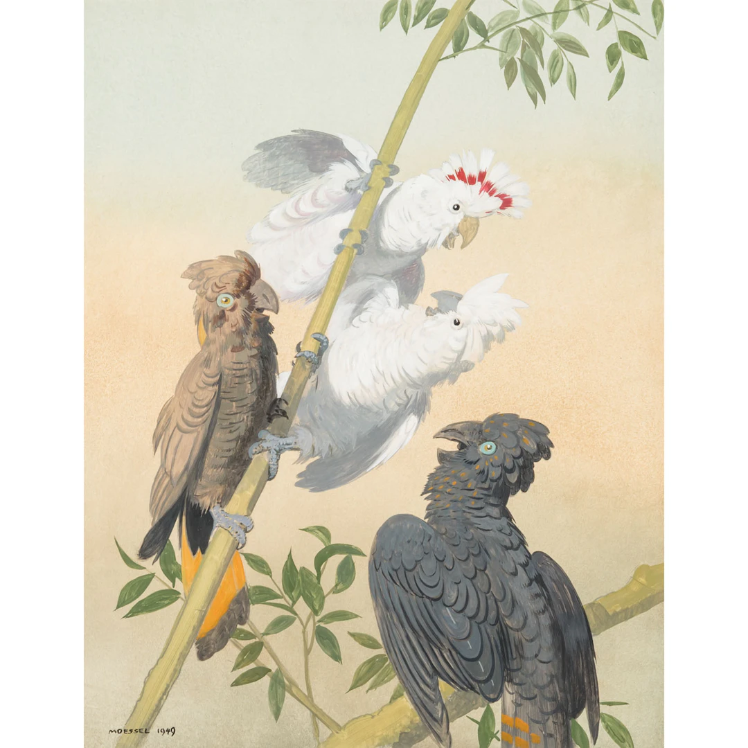 MÖSSEL, JULIUS ( 1872-1960), "Kakadus und Keas", 1949
