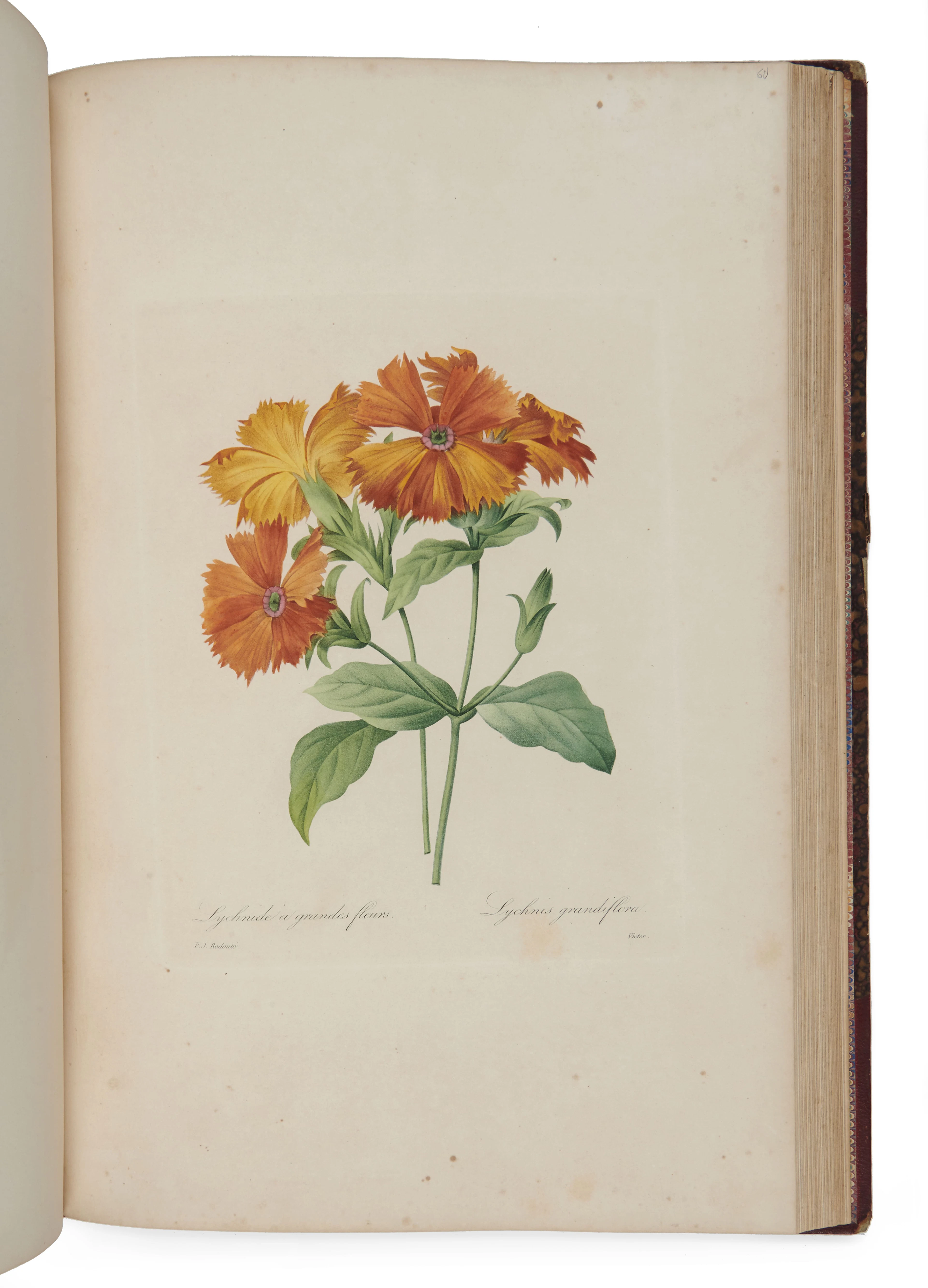 REDOUTÉ (Pierre-Joseph)
