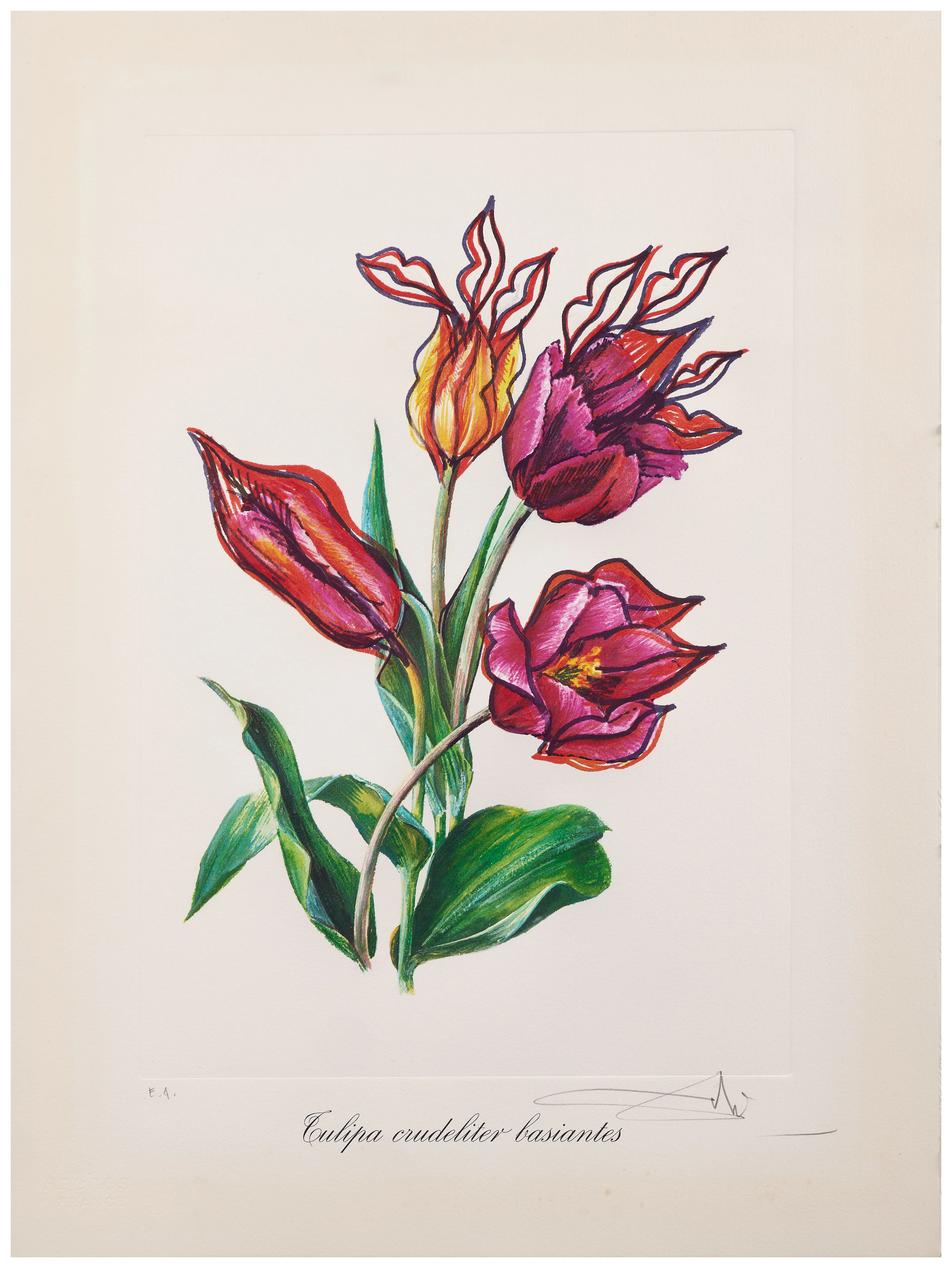 Salvador DALÍ 1904 - 1989 Tulipa crudeliter basiantes - 1972
