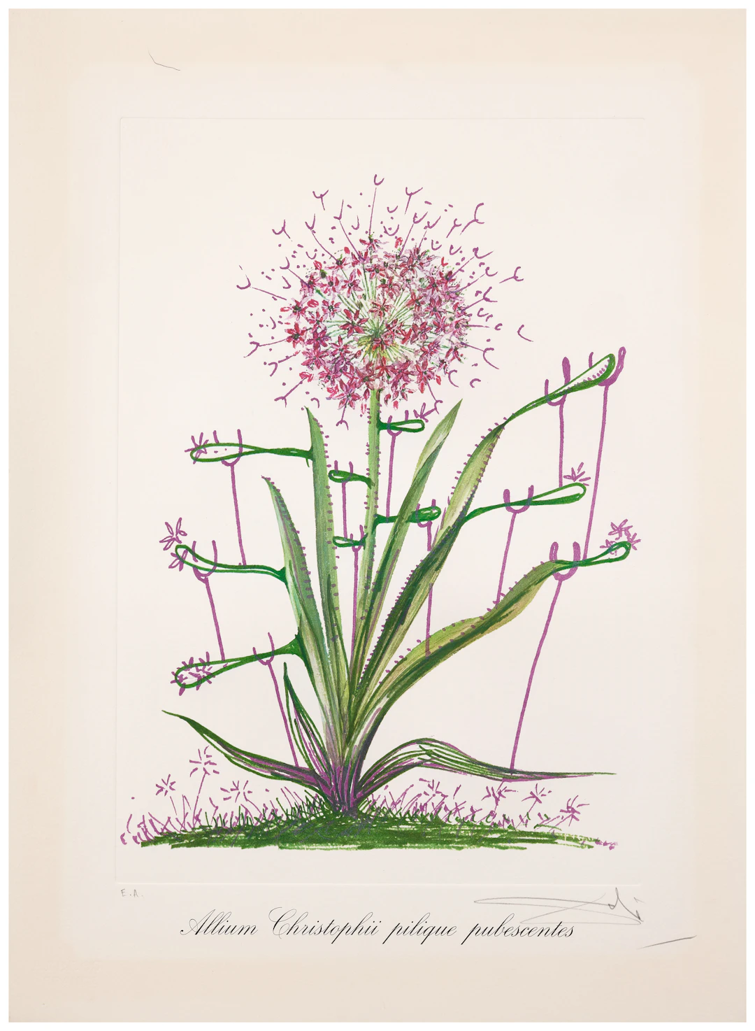 Salvador DALÍ 1904 - 1989 Allium christophi pilique pubescentes - 1974