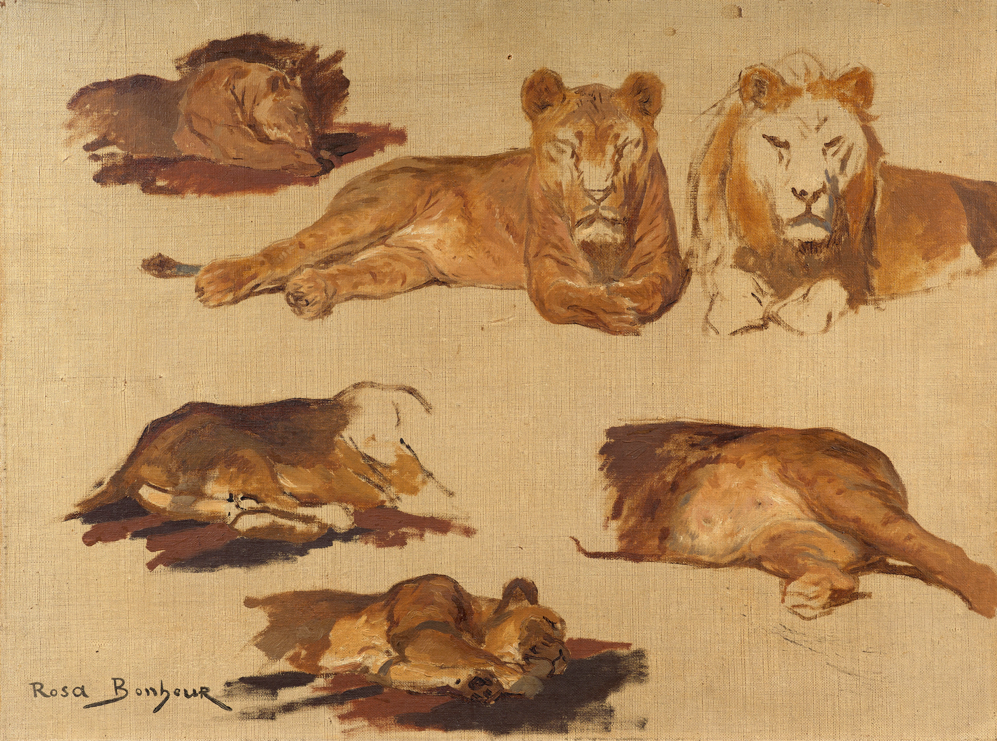 Rosa BONHEUR Bordeaux, 1822 - Paris, 1899 Etude de lionnes et lions